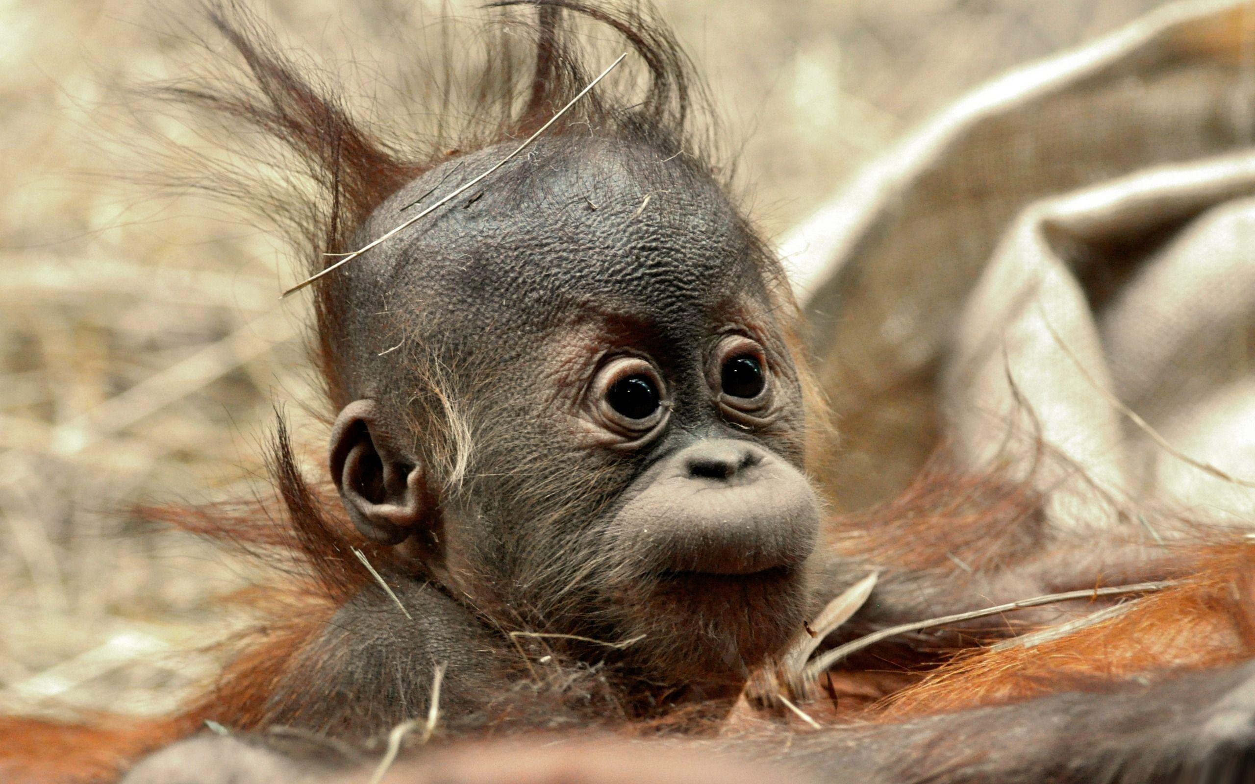 2560x1600 Bad Hair Day wallpaper free. Baby animals picture, Baby orangutan, Orangutan