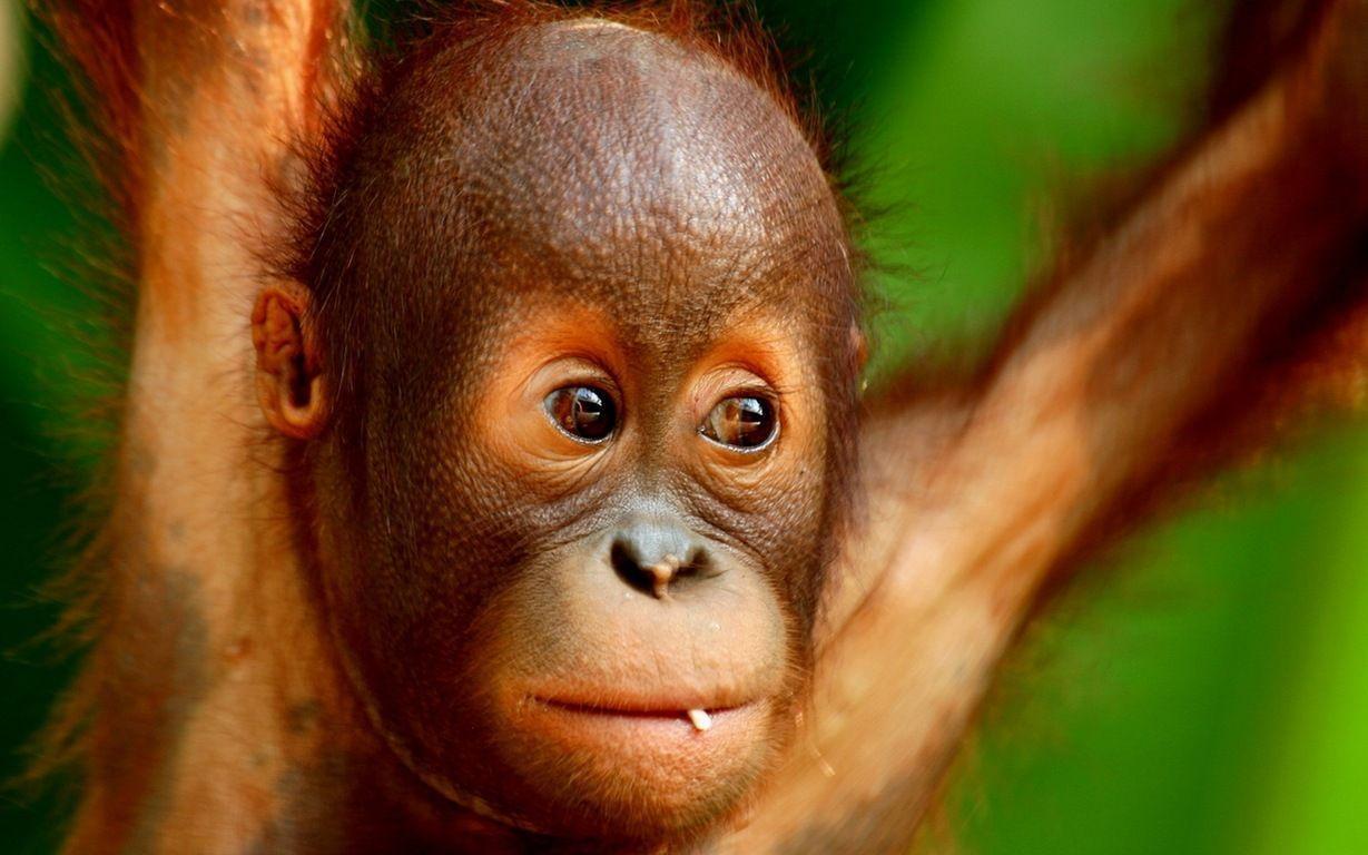 1229x768 Orangutan Wallpaper