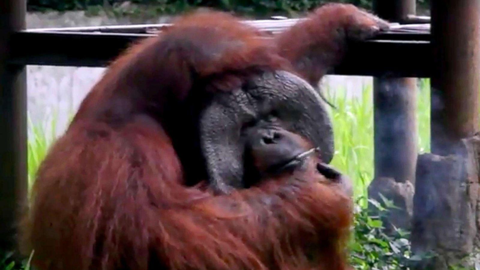 1600x900 Smoking orangutan video goes viral, draws criticism from animal rights activists