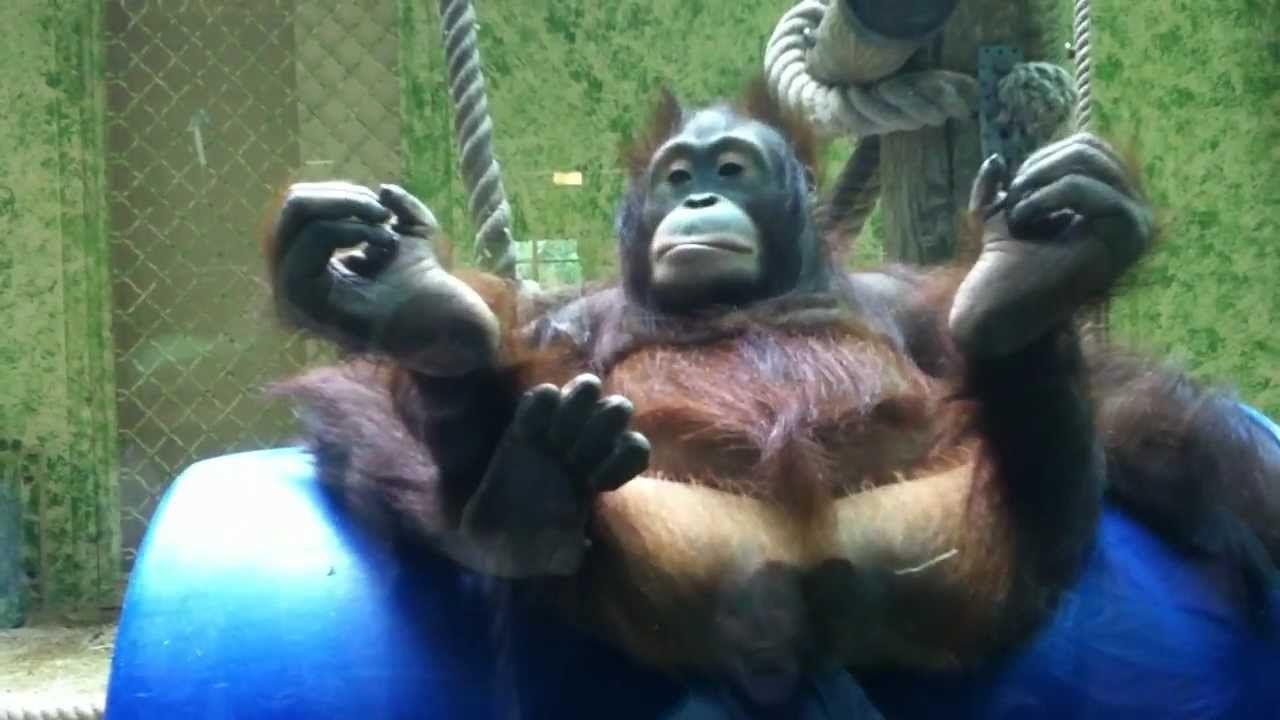 1280x720 Funny Orangutan Baby