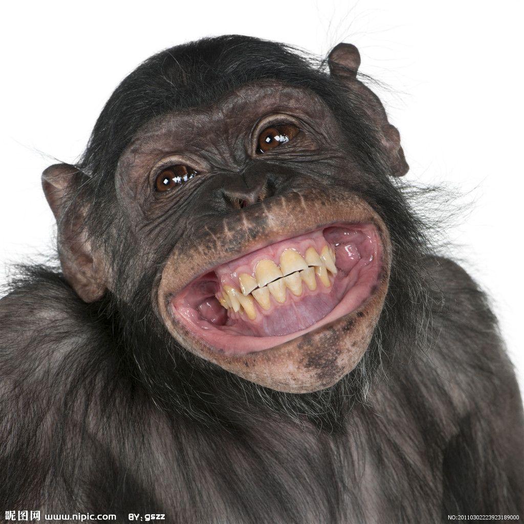 1024x1024 Orangutan Funny Quotes. QuotesGram