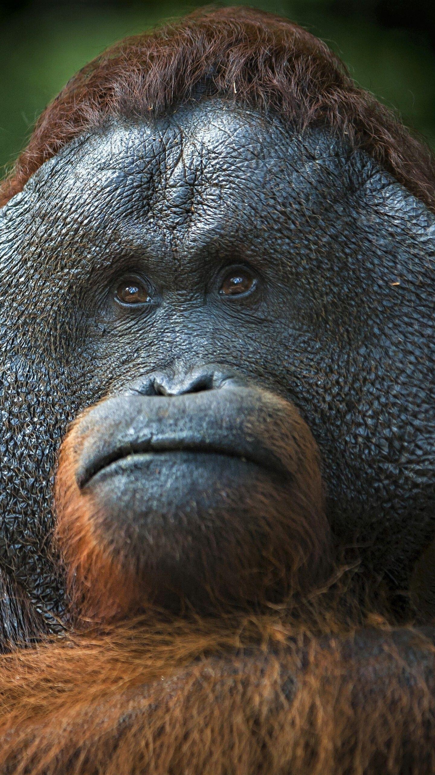 1440x2560 Orangutan Monkey Wallpaper