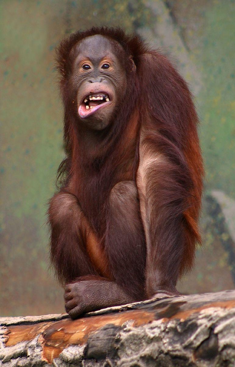 771x1200 Funny Orangutan .