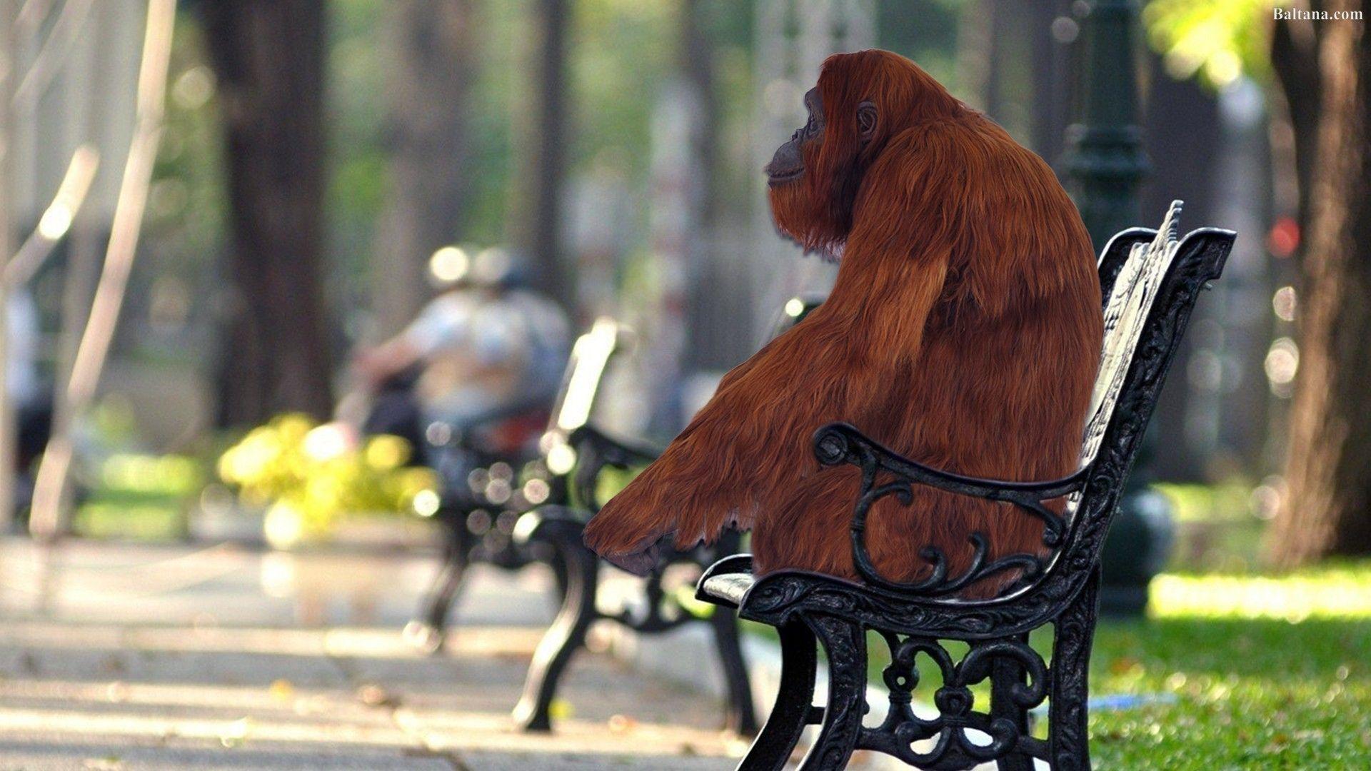 1920x1080 Orangutan Background Wallpaper 31610