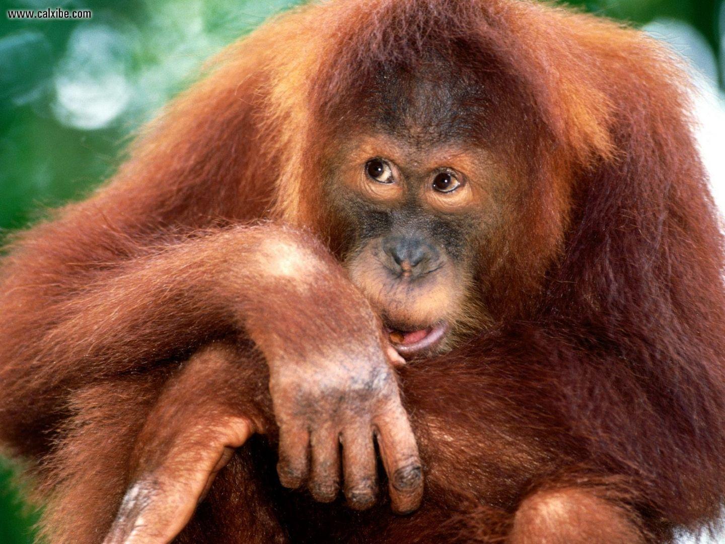 1440x1080 Animals: Sumatran Orangutan, picture nr. 15328