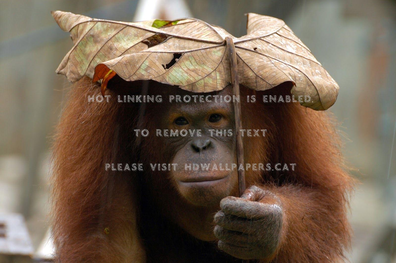 1600x1064 just another rainy day orangutan leaf funny