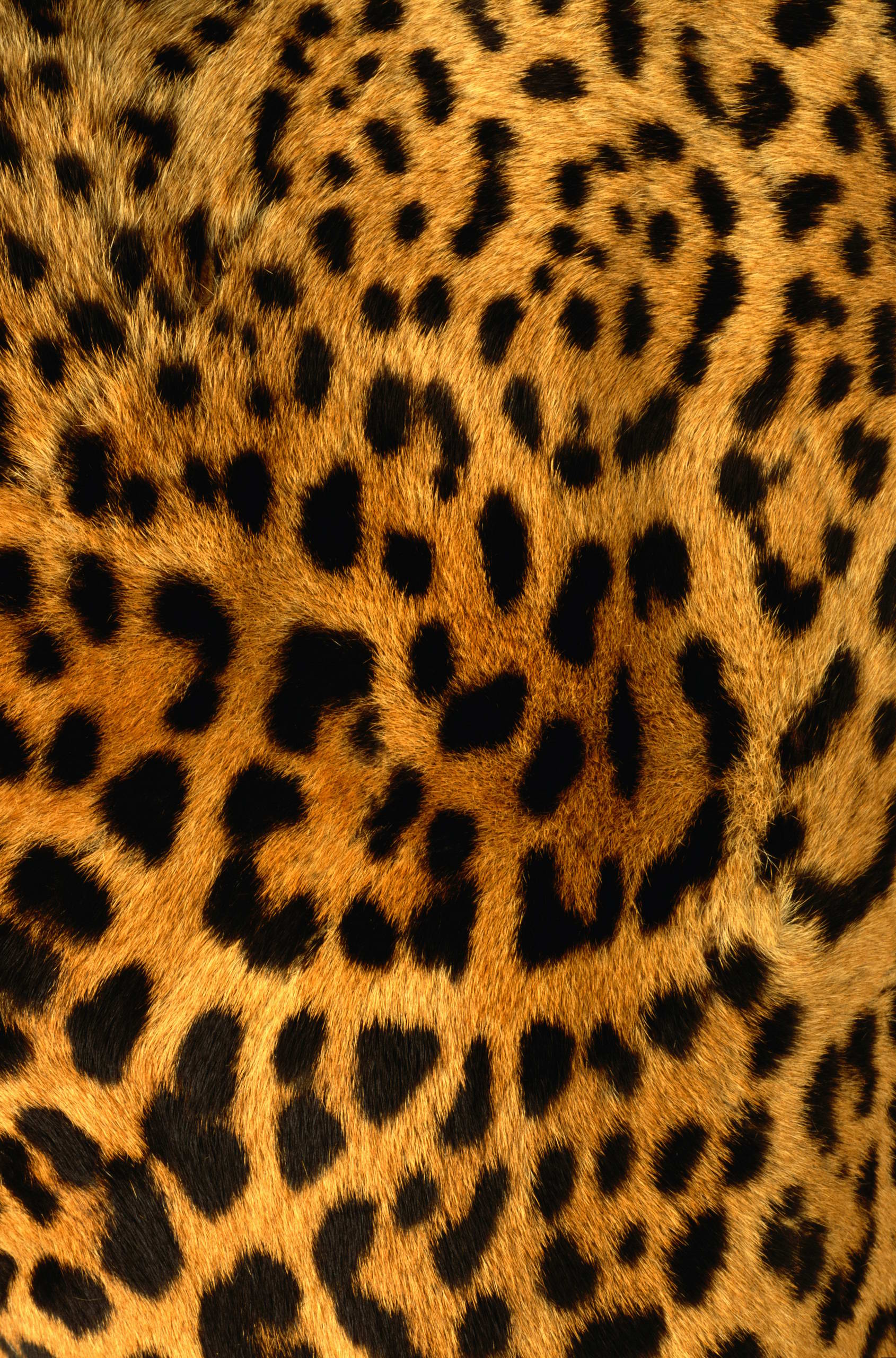 1690x2560 Most viewed Leopard Skin wallpaperK Wallpaper