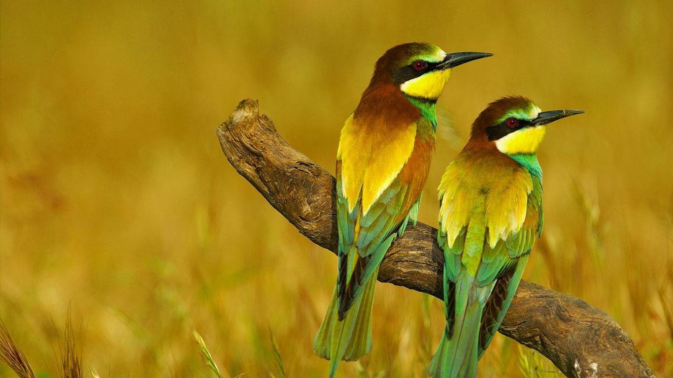 1366x768 Bing Birds Wallpaper