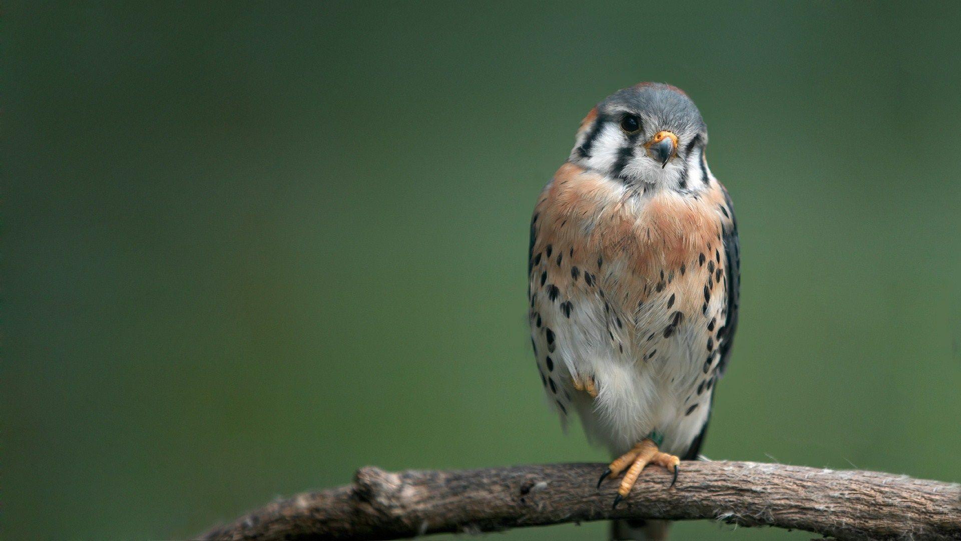 1920x1080 Falcon Bird PC Wallpaper 52726 1920x1080px