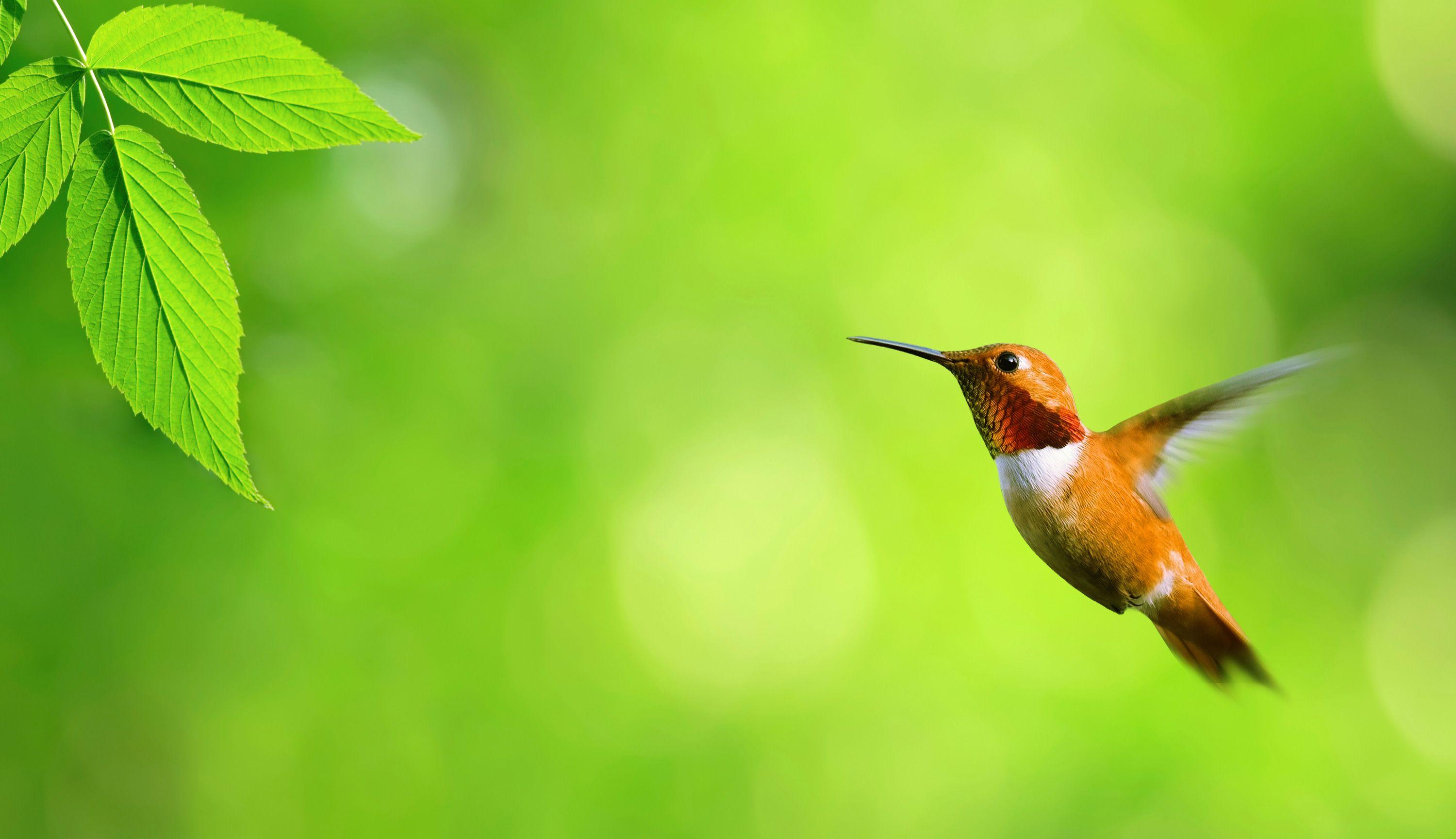 3000x1728 Free Birds Wallpaper Download
