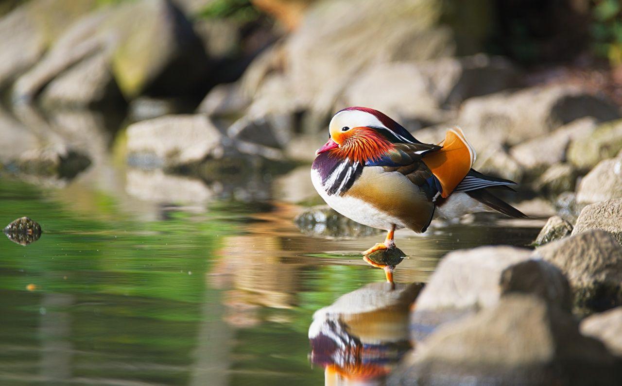 1280x795 Desktop Wallpaper bird Ducks blurred background Stones animal