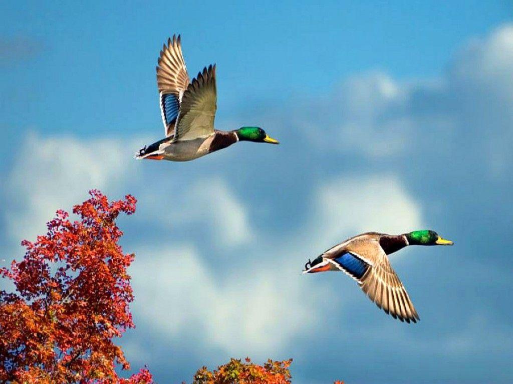 1024x768 Flying Birds Wallpaper Only. Birds flying, Bird wallpaper, Bird photo