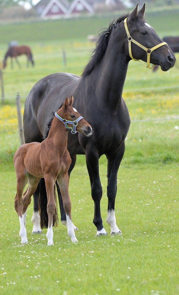 720x1184 Cute mom and baby horse picture for your phone wallpaper