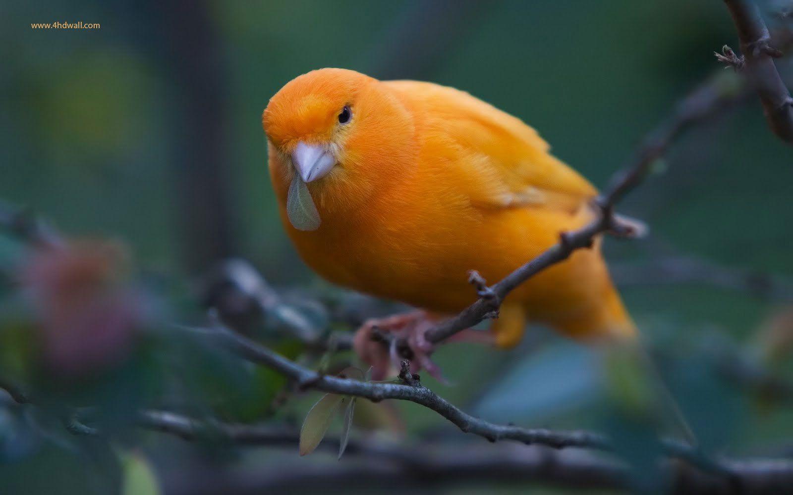 1600x1000 Bird Desktop Wallpaper Bird Wallpaper For Pc HD Wallpaper