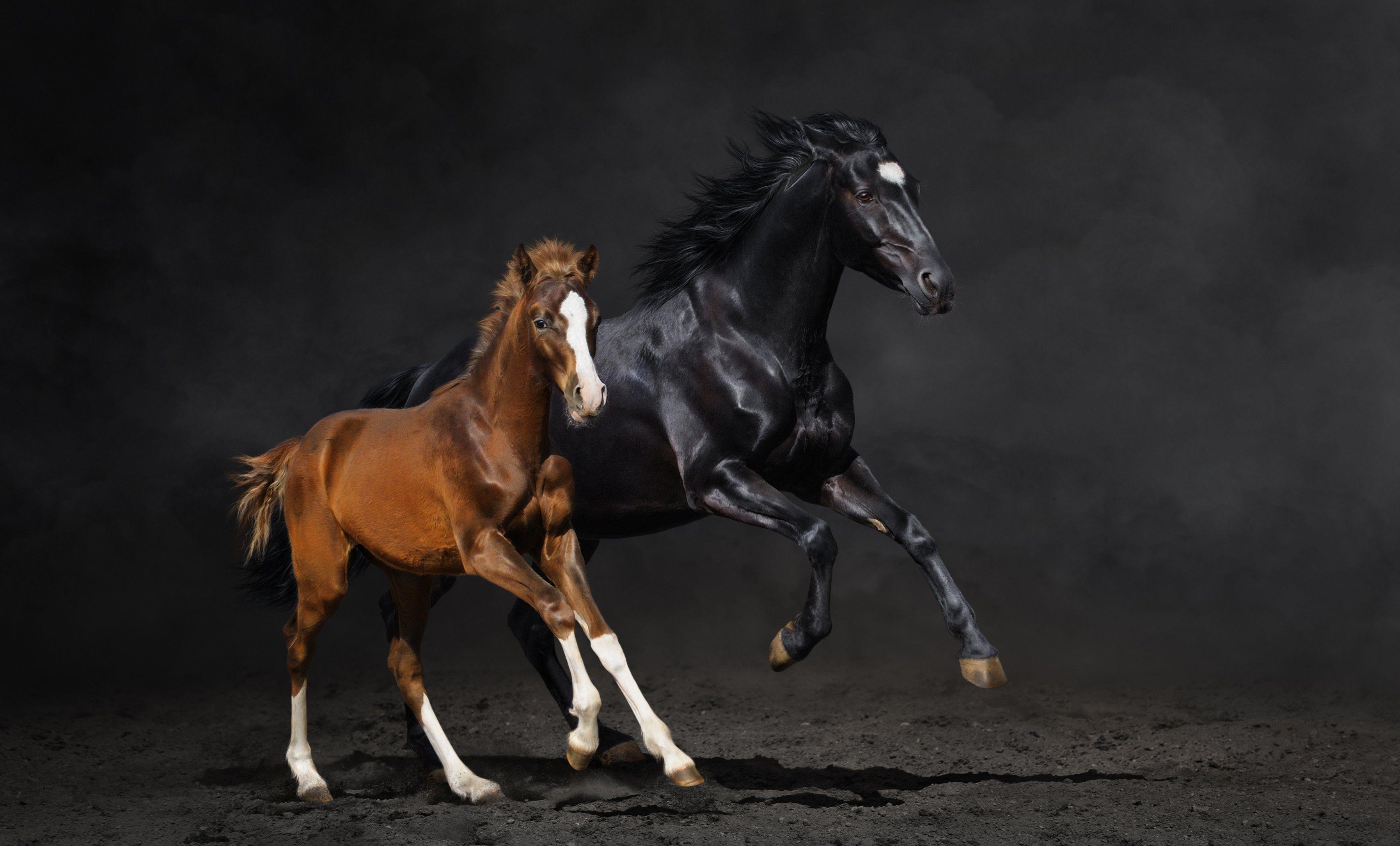 3589x2170 Couple foal horse horse running dust wallpaperx2170