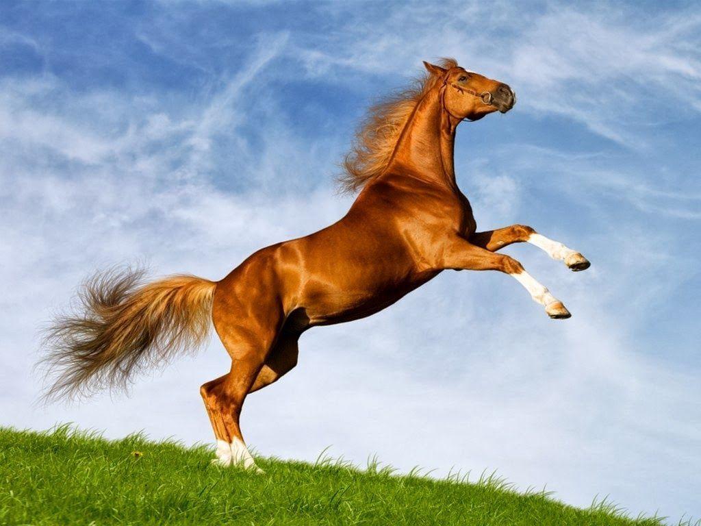 1024x768 Horse Picture Wallpaper