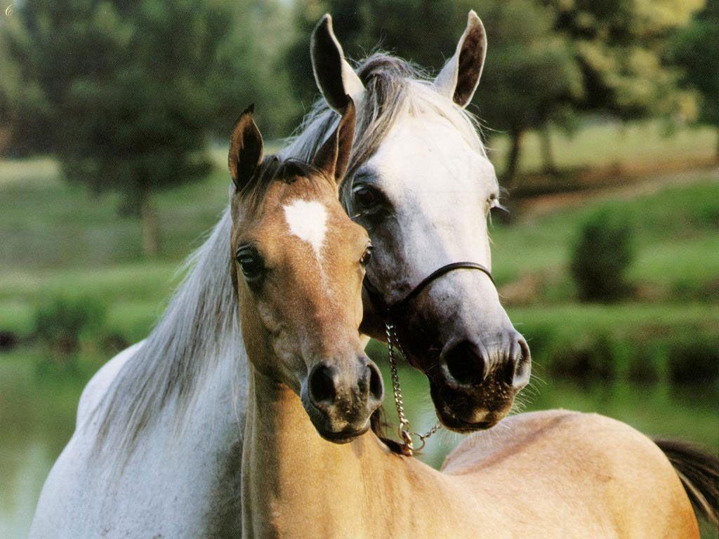 1024x768 Horse Wallpaper. Amazing Horse Wallpaper, Steampunk Horse Wallpaper and Unique Horse Wallpaper