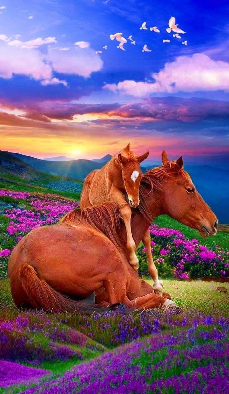 736x1264 Sunrise!. Horse wallpaper, Beautiful horses, Horses