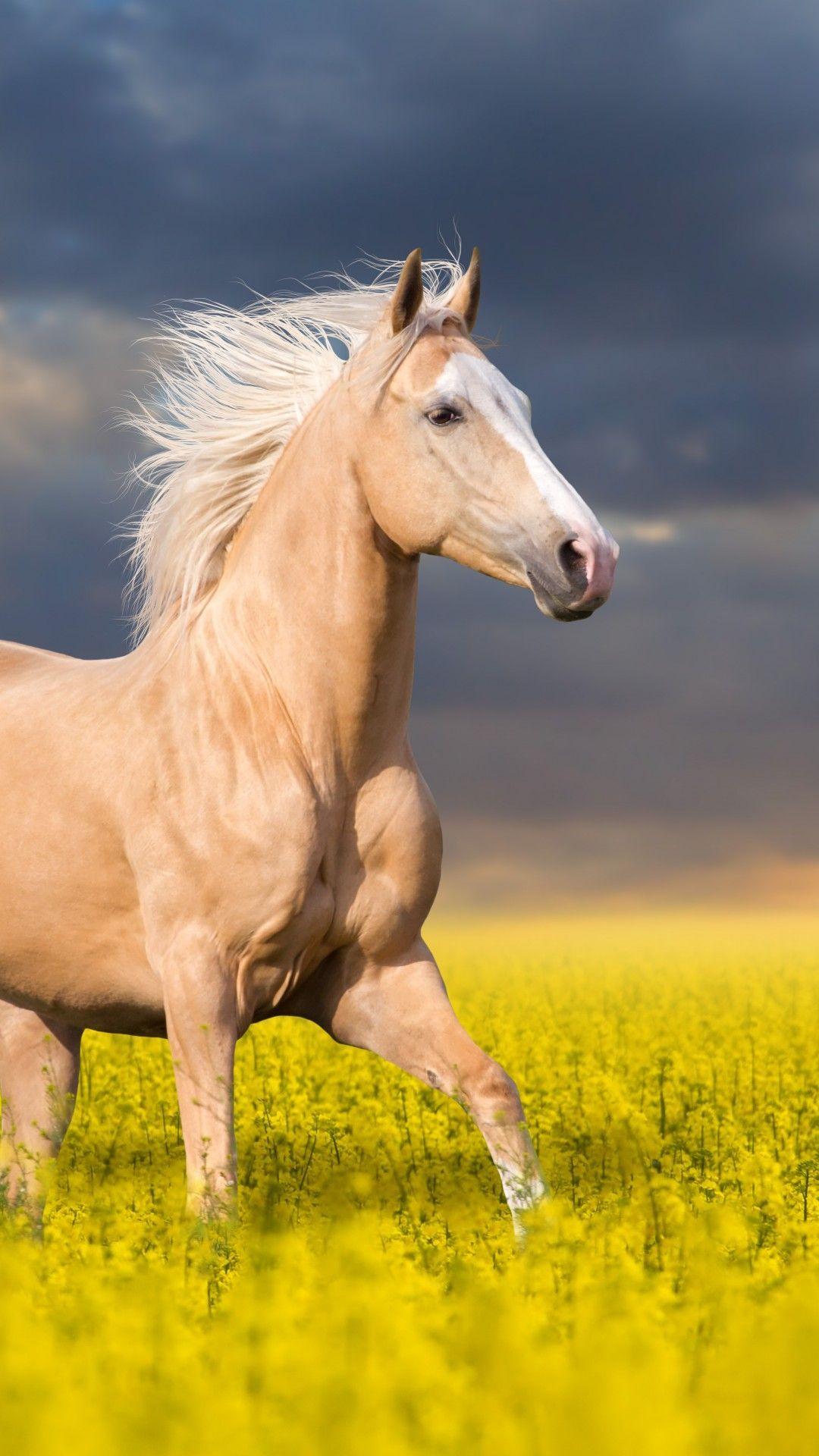 Cute Baby Horses Wallpapers - Top Free Cute Baby Horses Backgrounds ...