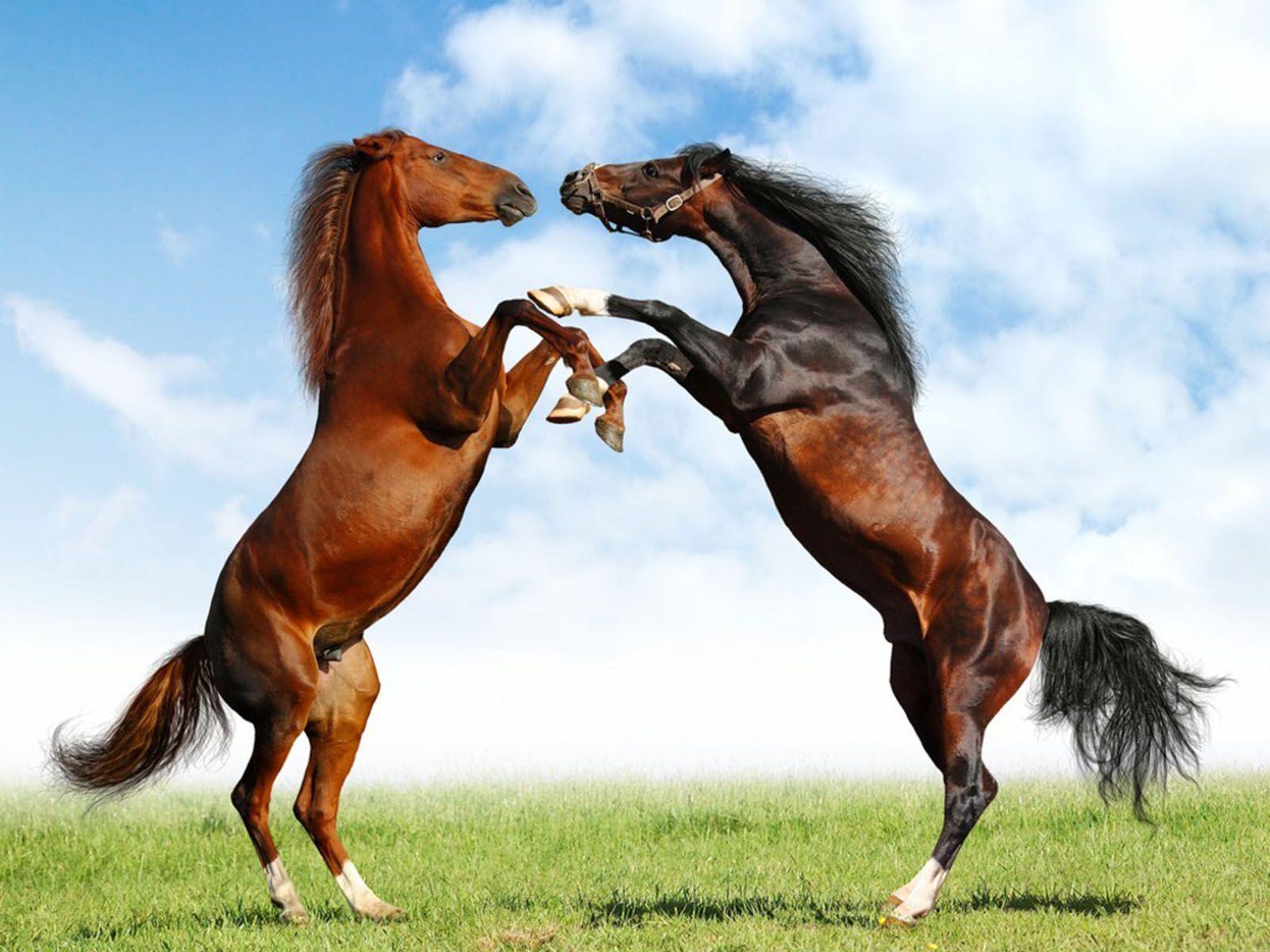 1600x1200 Cute Baby HD Wallpaper: Horses Wallpaper