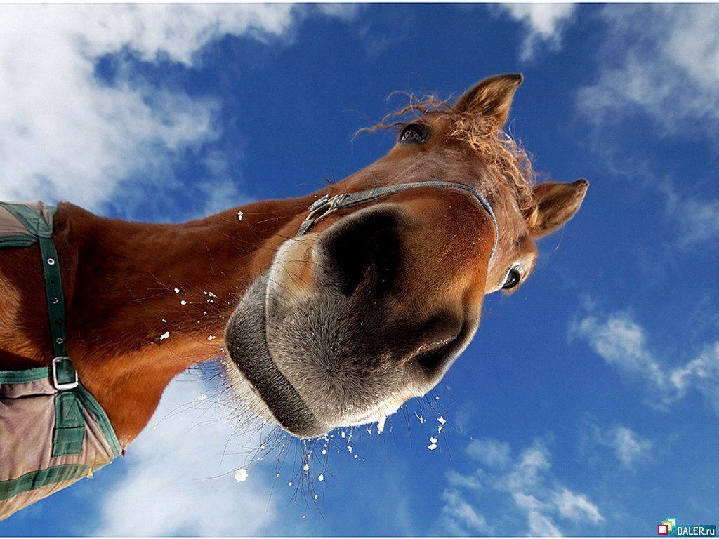 1024x768 Cute Horse Quotes Wallpaper. QuotesGram