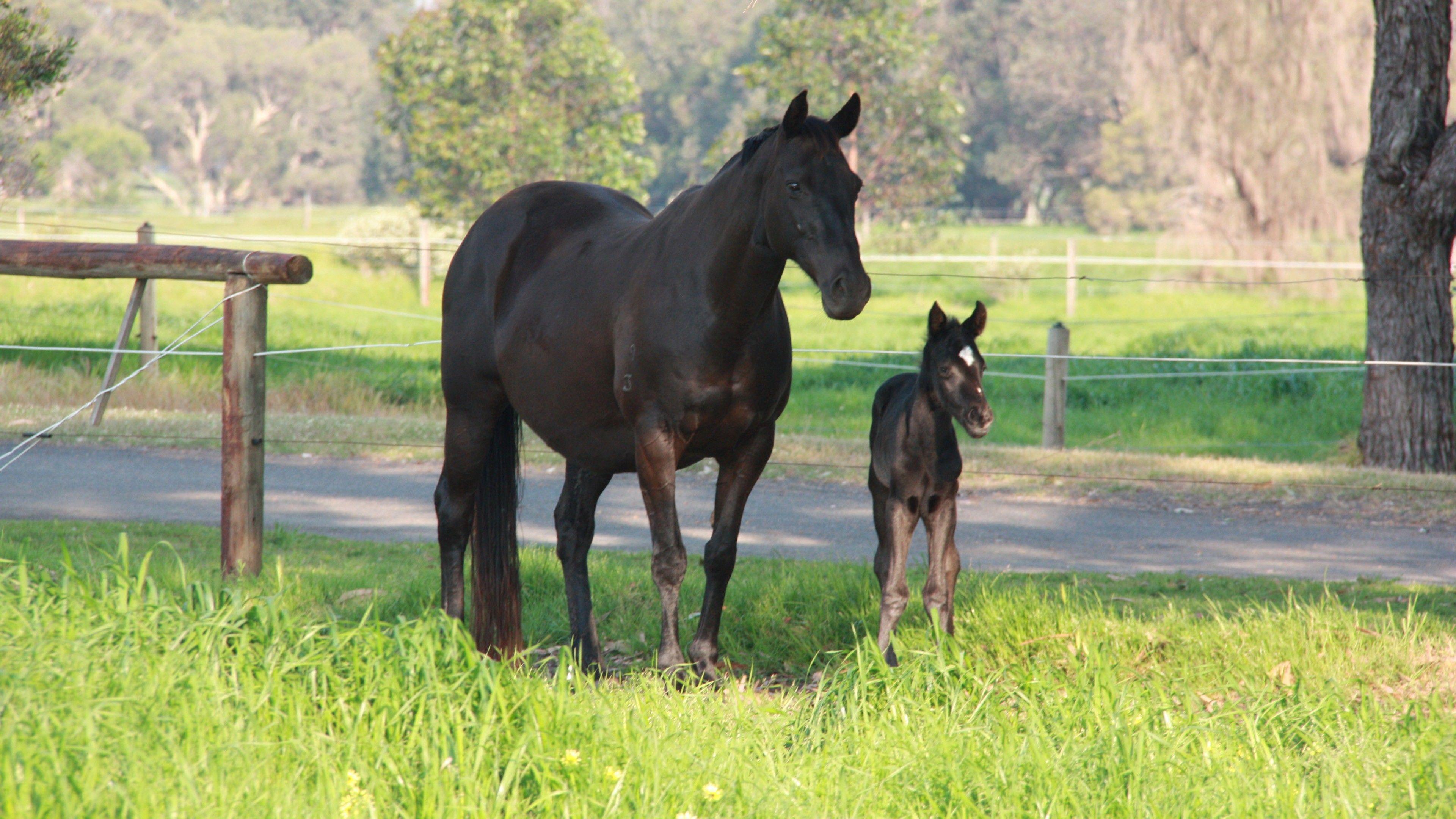 3840x2160 Black Horse with Her Cute Child