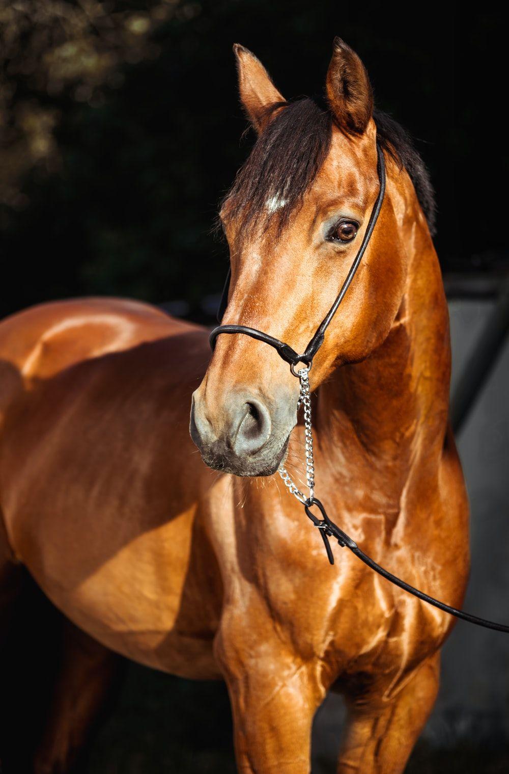 1000x1519 Horse Wallpaper: Free HD Download [HQ]