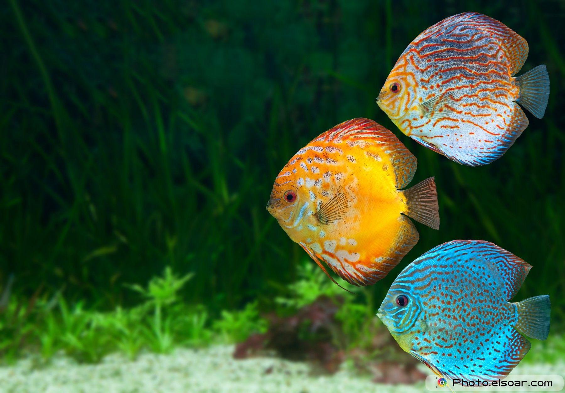1800x1255 Freshwater Fish HD Wallpaper 18357