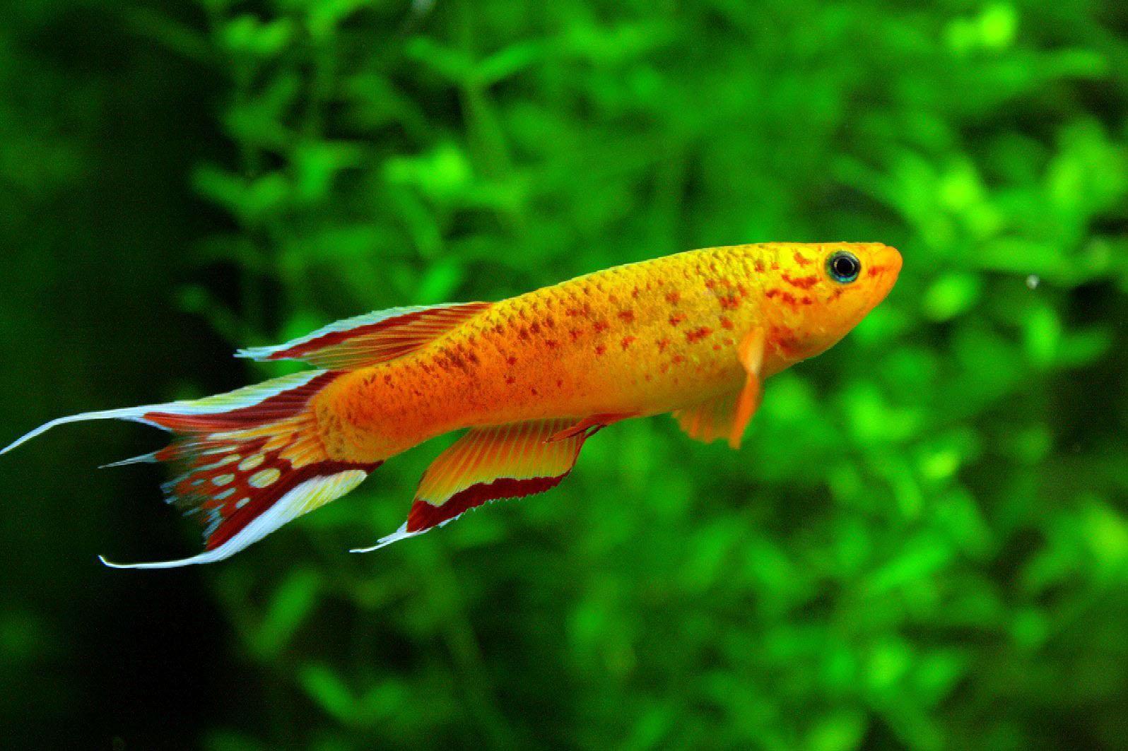 1596x1063 Free download Freshwater Fish Tropical Discussion Tropical Fish Forums [1596x1063] for your Desktop, Mobile & Tablet. Explore Freshwater Fish Wallpaper. Freshwater Fish Wallpaper, Fish Wallpaper, Fish Background