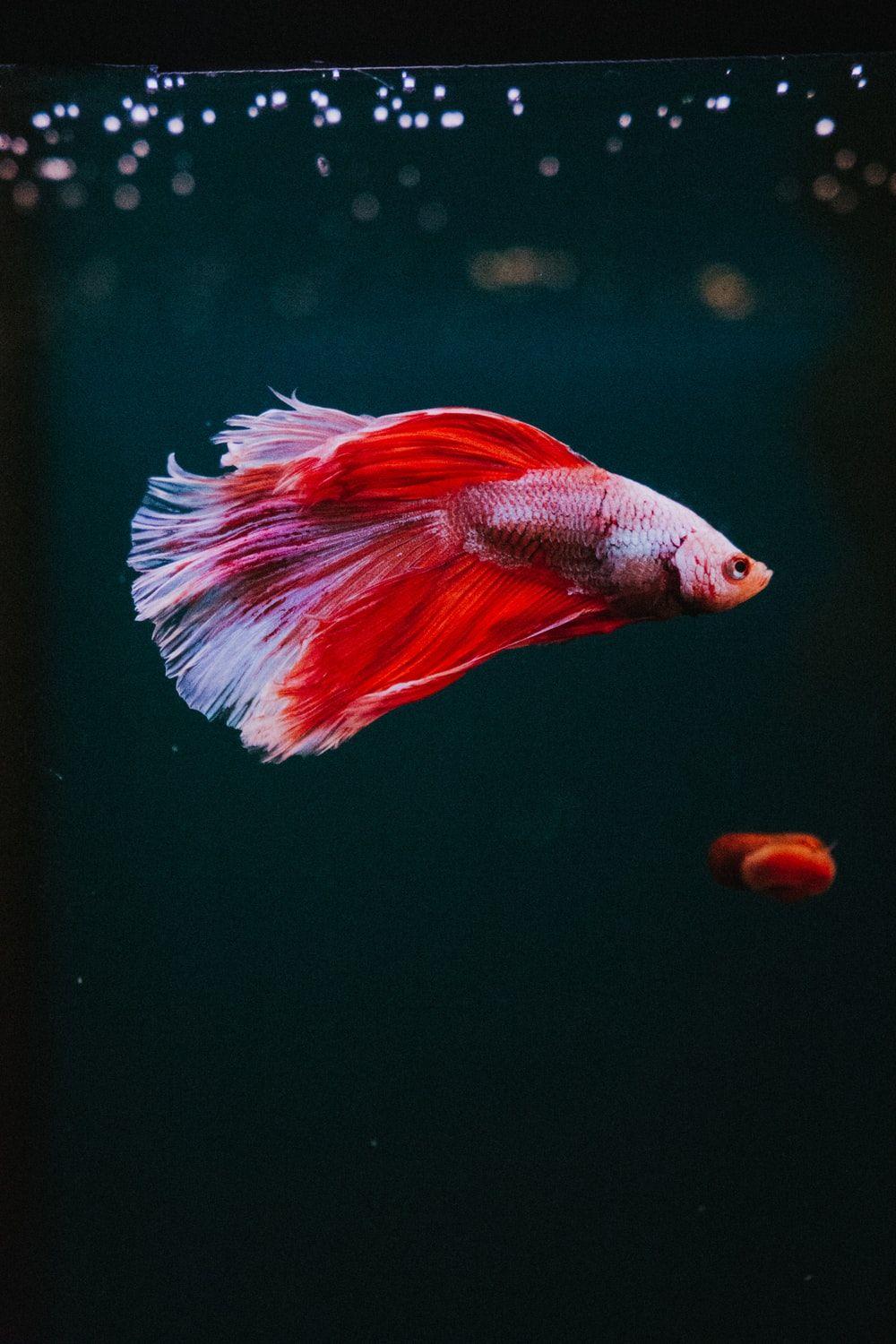1000x1500 red fish wallpaper photo