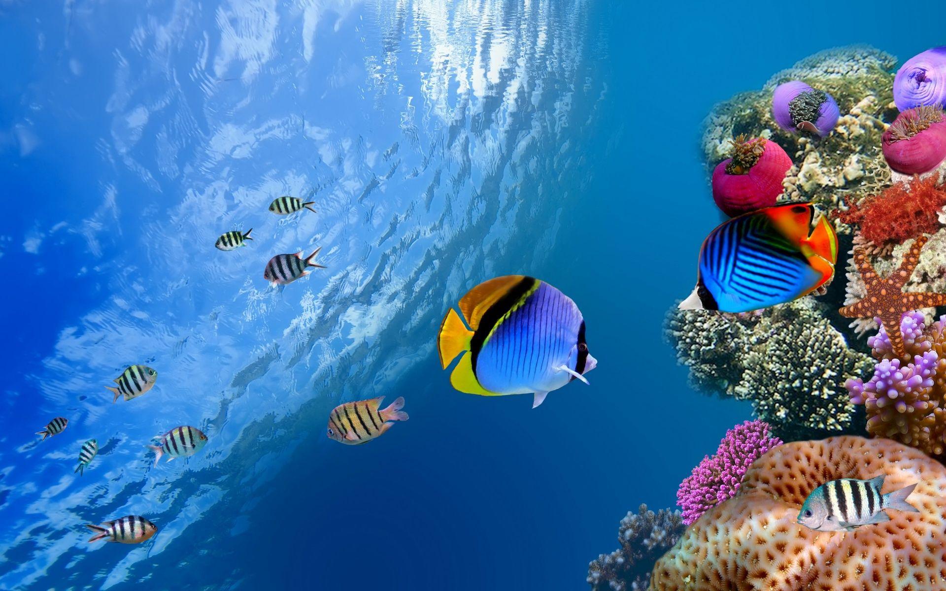 1920x1200 Free download Freshwater Tropical Fish HD Wallpaper wallpaper HD wallpaper [1920x1200] for your Desktop, Mobile & Tablet. Explore Freshwater Fish Wallpaper. Freshwater Fish Wallpaper, Fish Wallpaper, Fish Background
