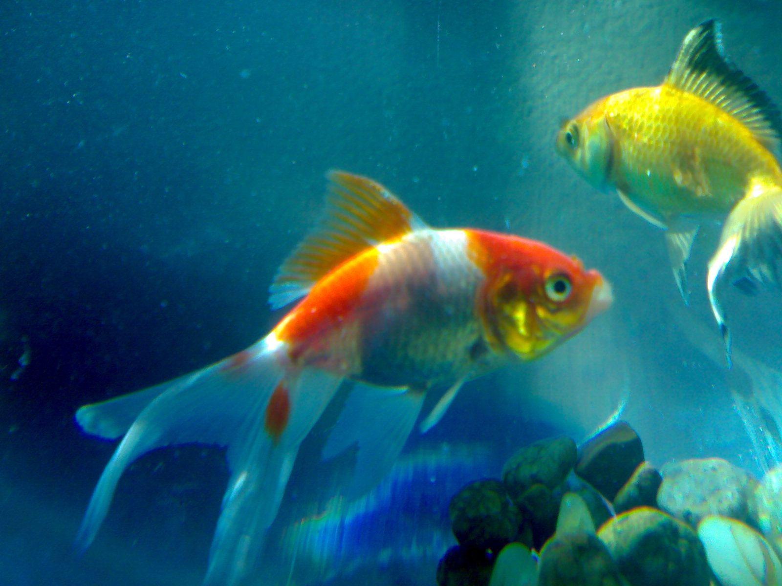 1600x1200 Beautiful Fishes In Water HD Wallpaper