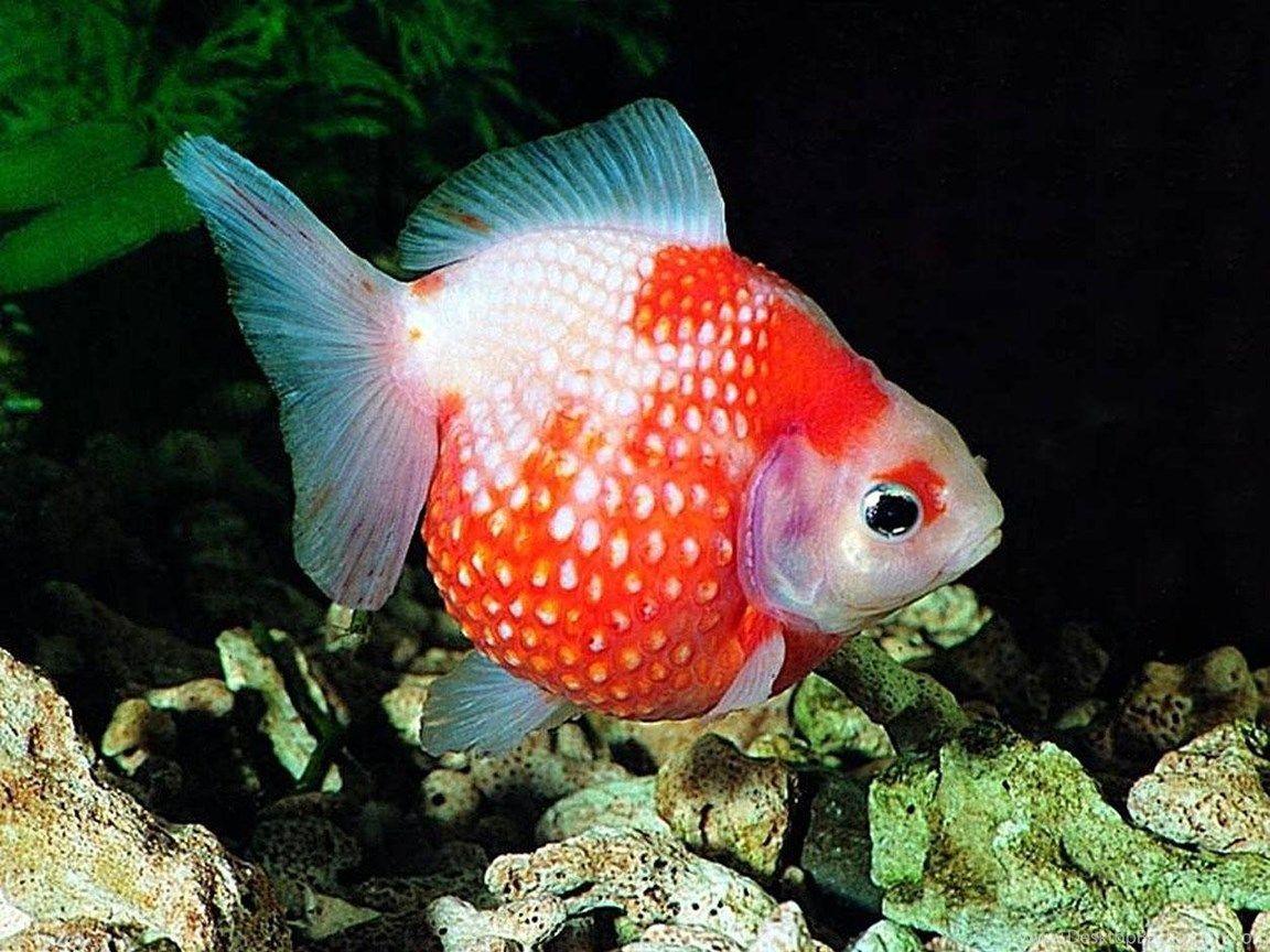 1152x864 Freshwater Fish Wallpaper