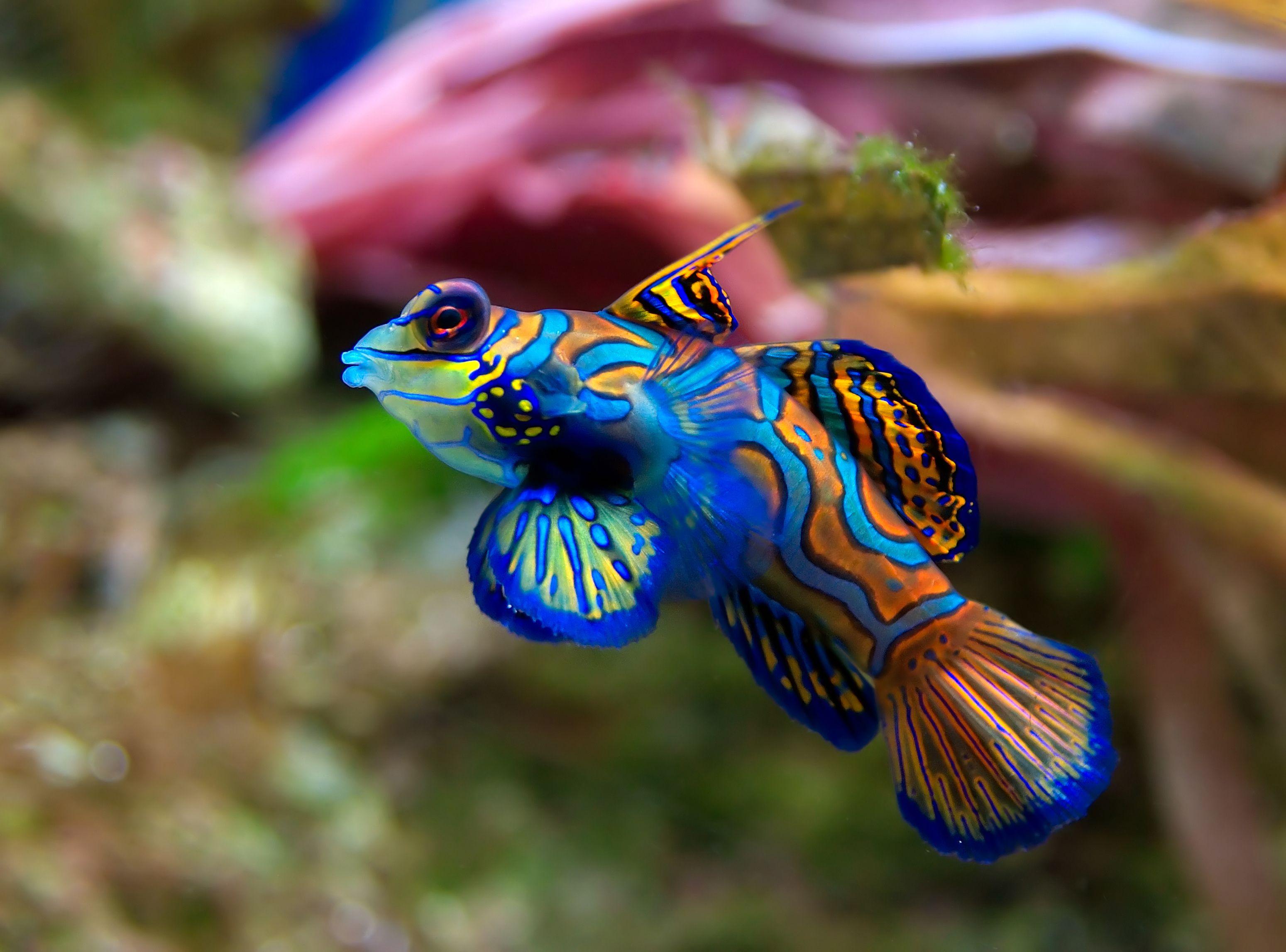 3098x2294 image Of Mandarinfish Freshwater Fish For Tanks HD Wallpaper