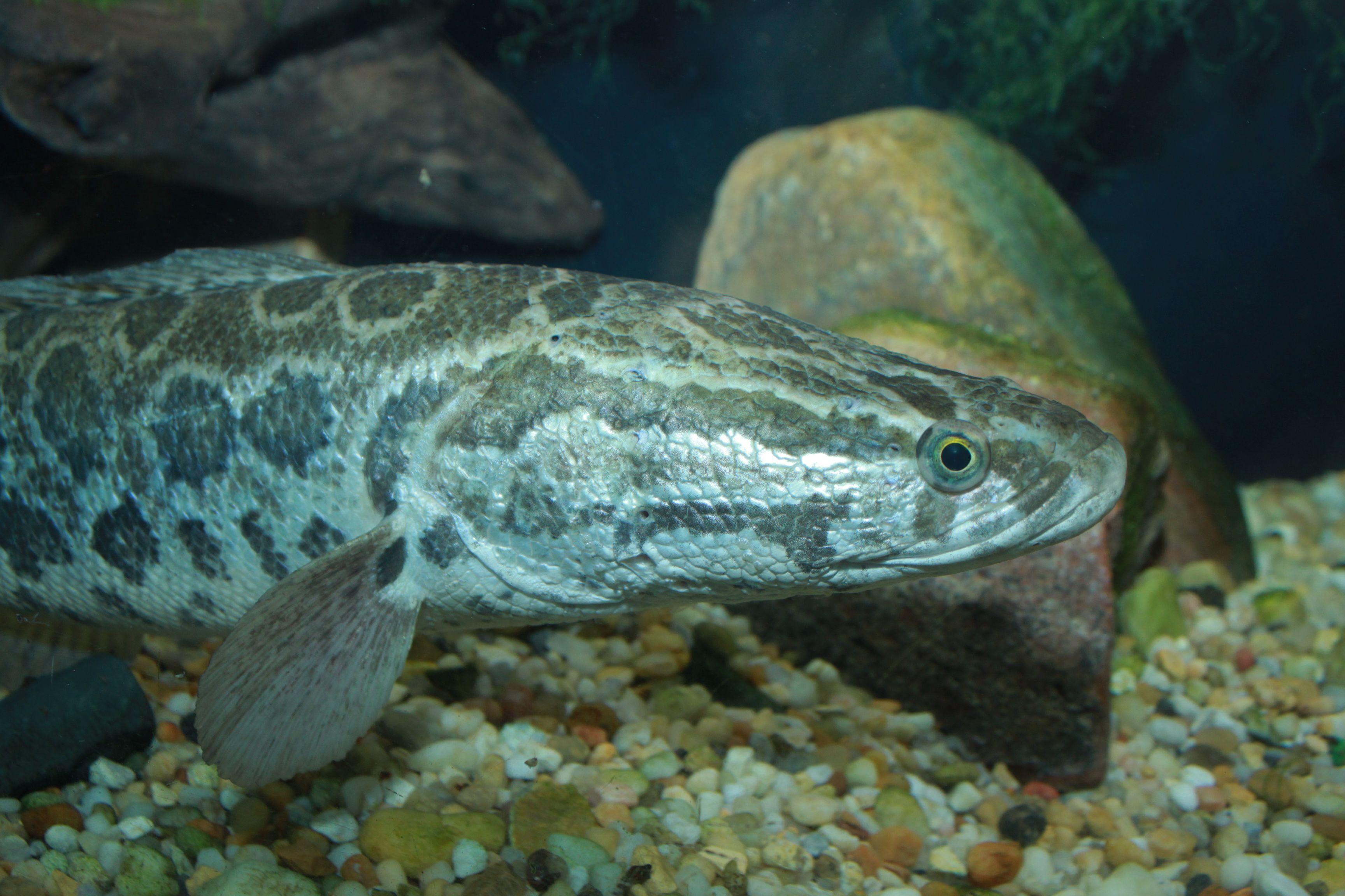 3456x2304 Snakehead (fish)