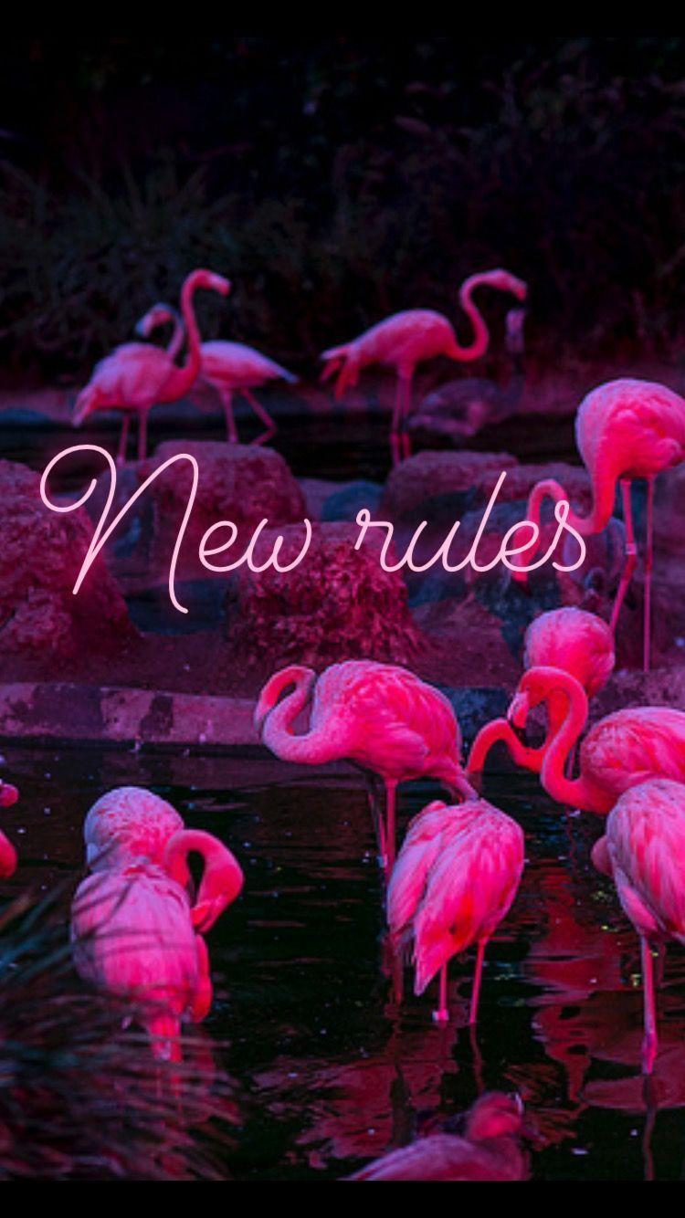 750x1334 newrules #flamingo #dualipa #neon animal background iphone. Flamingo wallpaper, Neon wallpaper, iPhone wallpaper