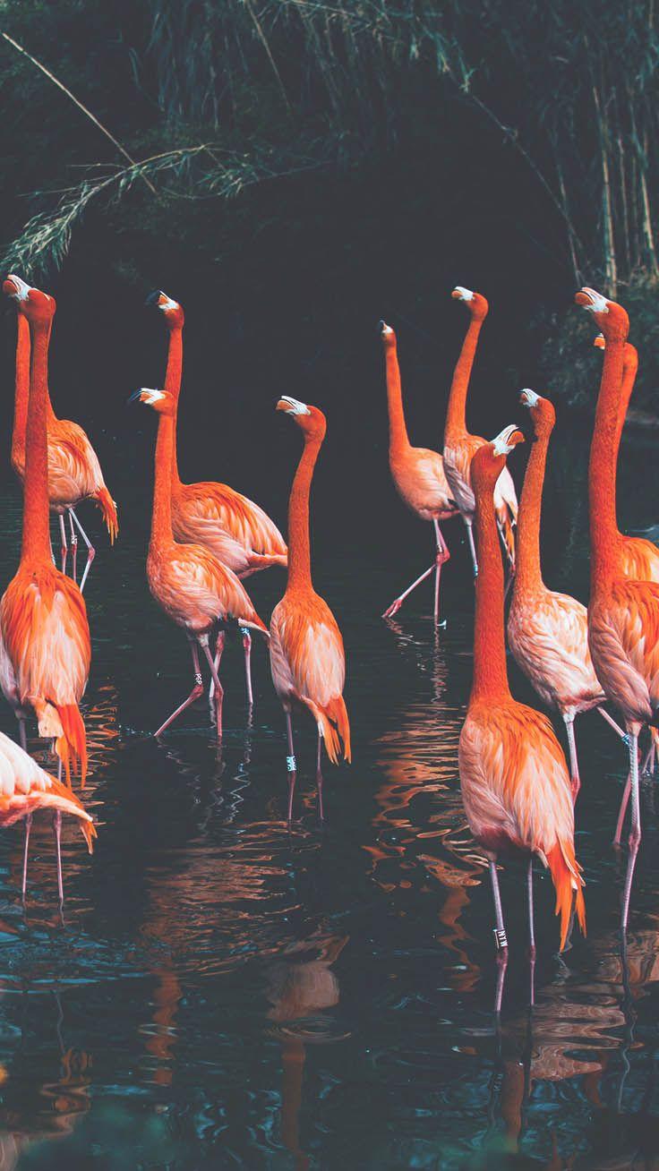 736x1308 Black Background Wallpaper iPhone Black Flamingo Wallpaper Portal