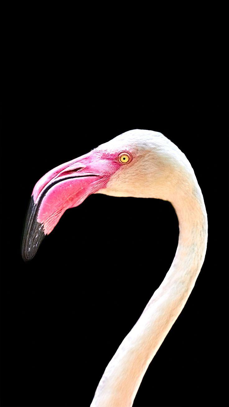 736x1308 Black Background Wallpaper iPhone Black Flamingo Wallpaper Portal