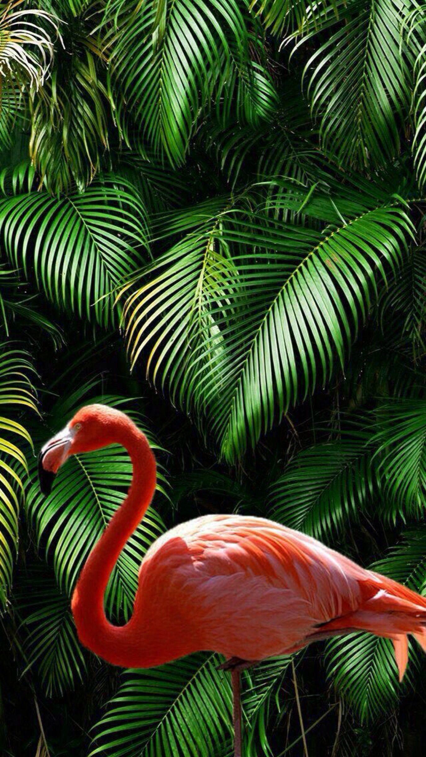1373x2436 9:16 Phone. Flamingo wallpaper, Animal wallpaper, Nature wallpaper
