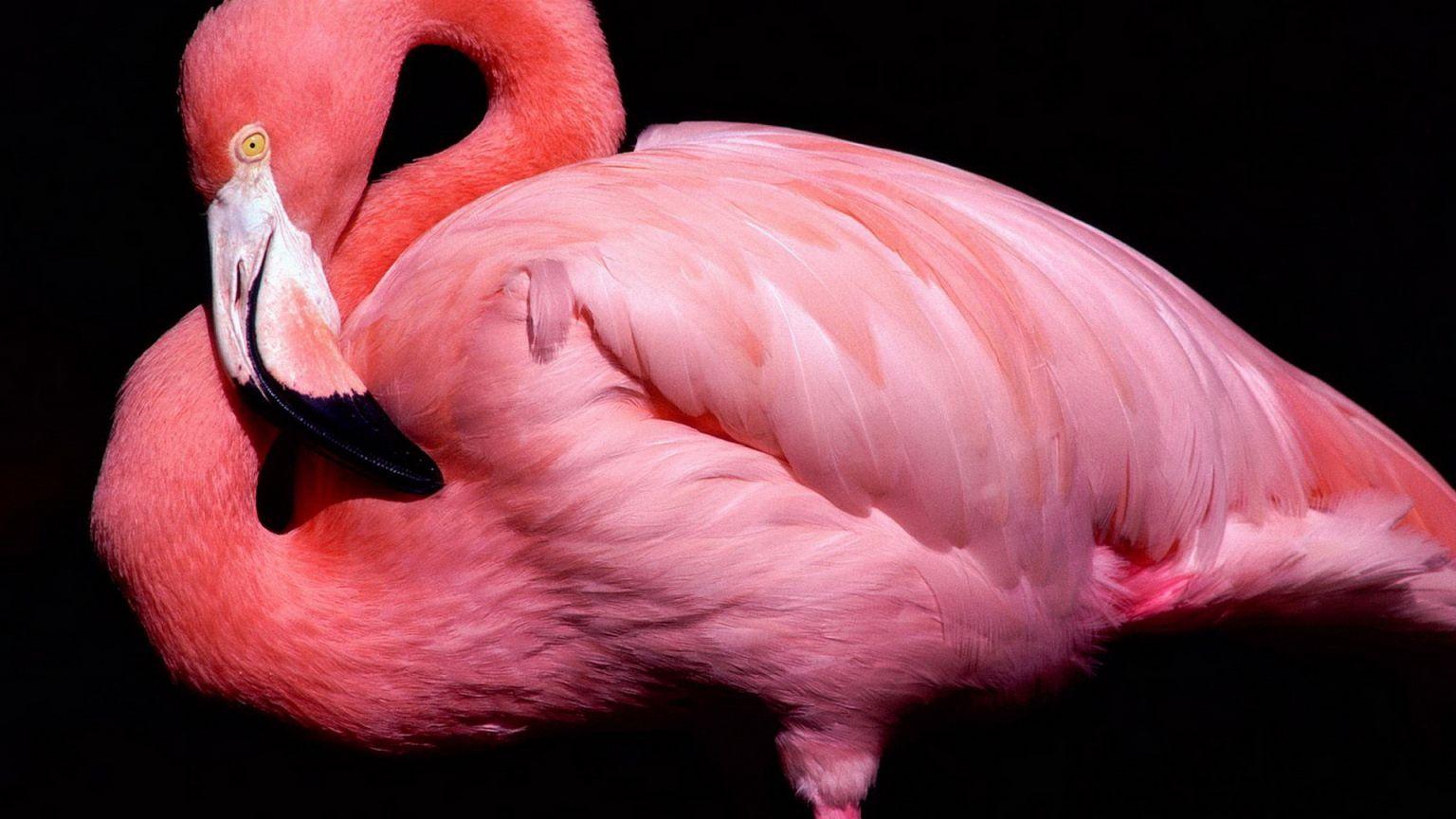 1536x864 Free download flamingos on a black background wallpaper and image wallpaper [1920x1080] for your Desktop, Mobile & Tablet. Explore Flamingo Wallpaper Border. Pink Flamingo Wallpaper