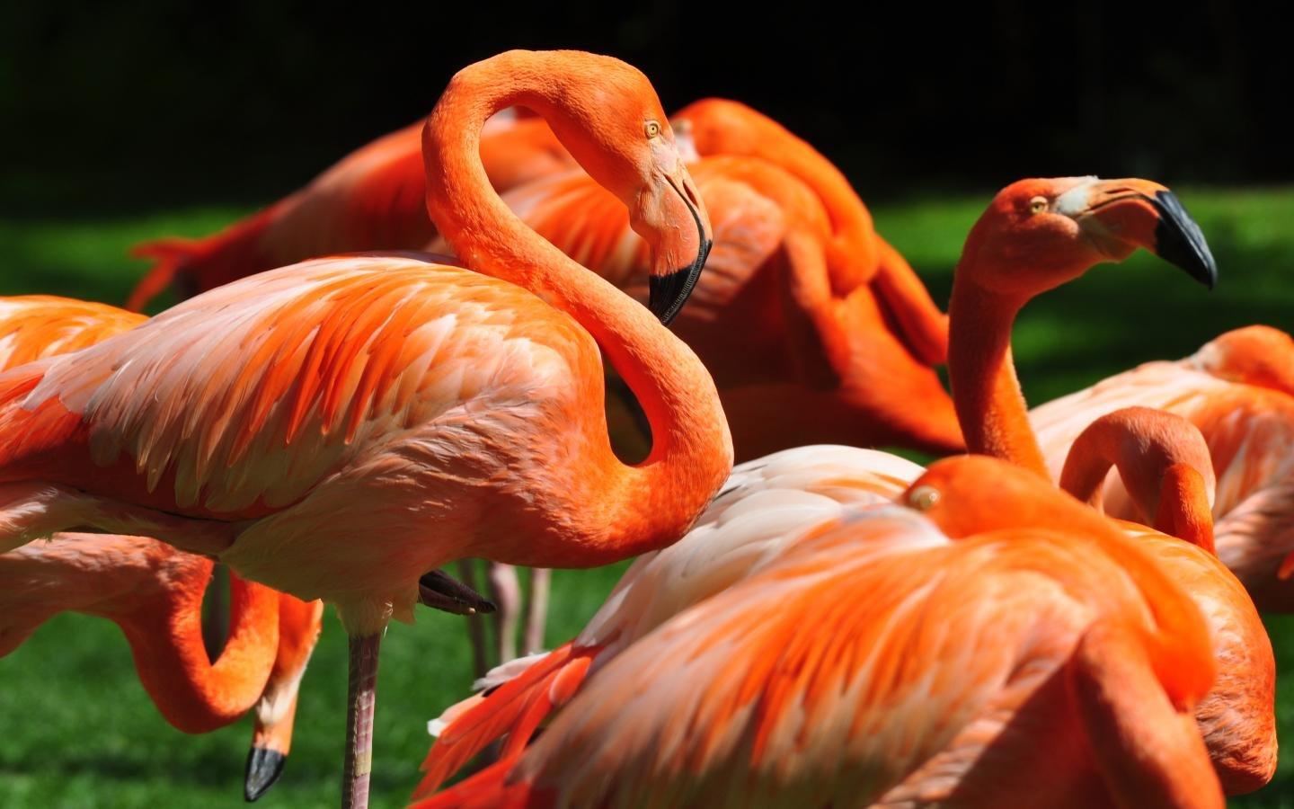 1440x900 Flamingo wallpaper 1440x900 desktop background