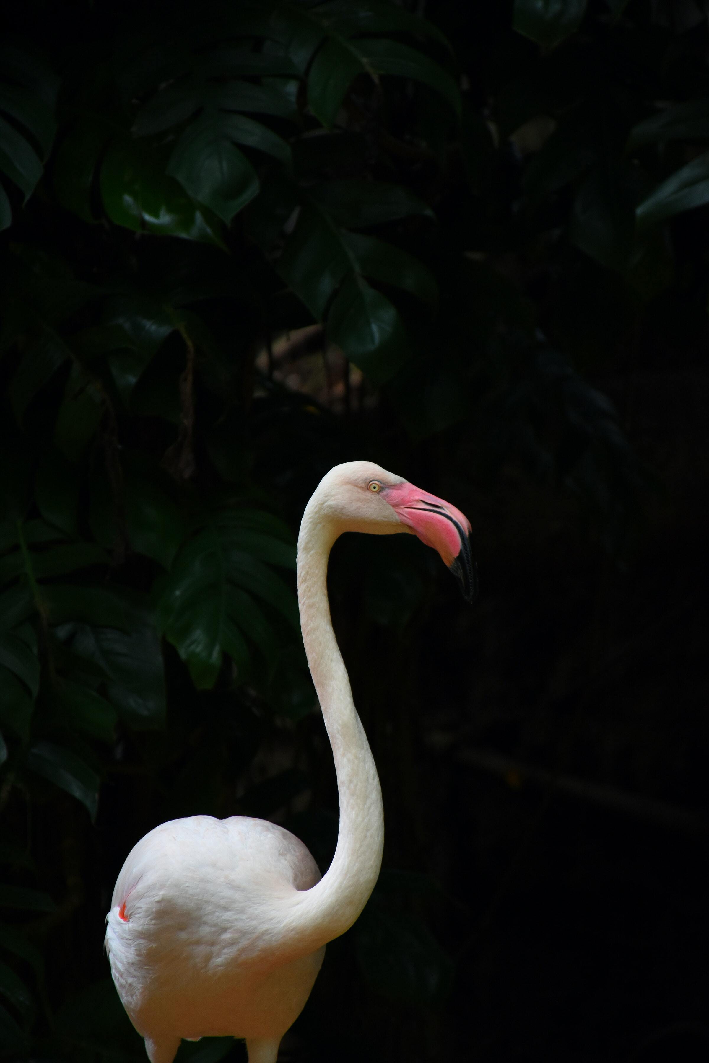 2400x3600 Standing White Flamingo