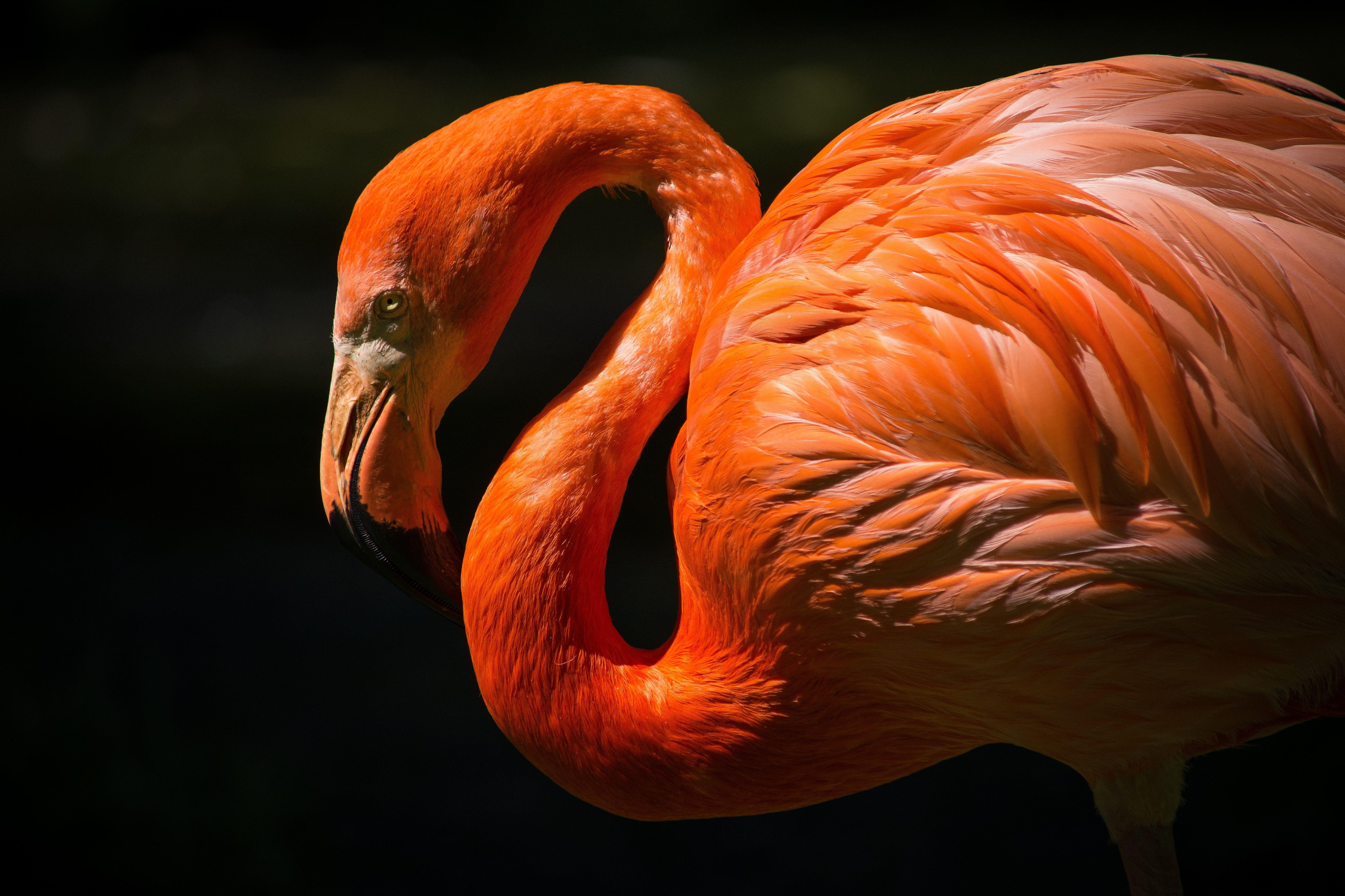 6000x4000 colorfull HD wallpaper, background