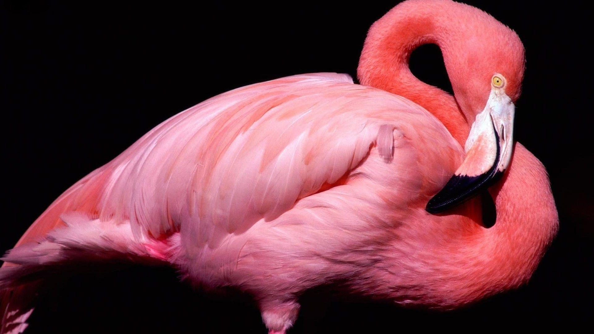1920x1080 Pink Flamingo Picture All Black .