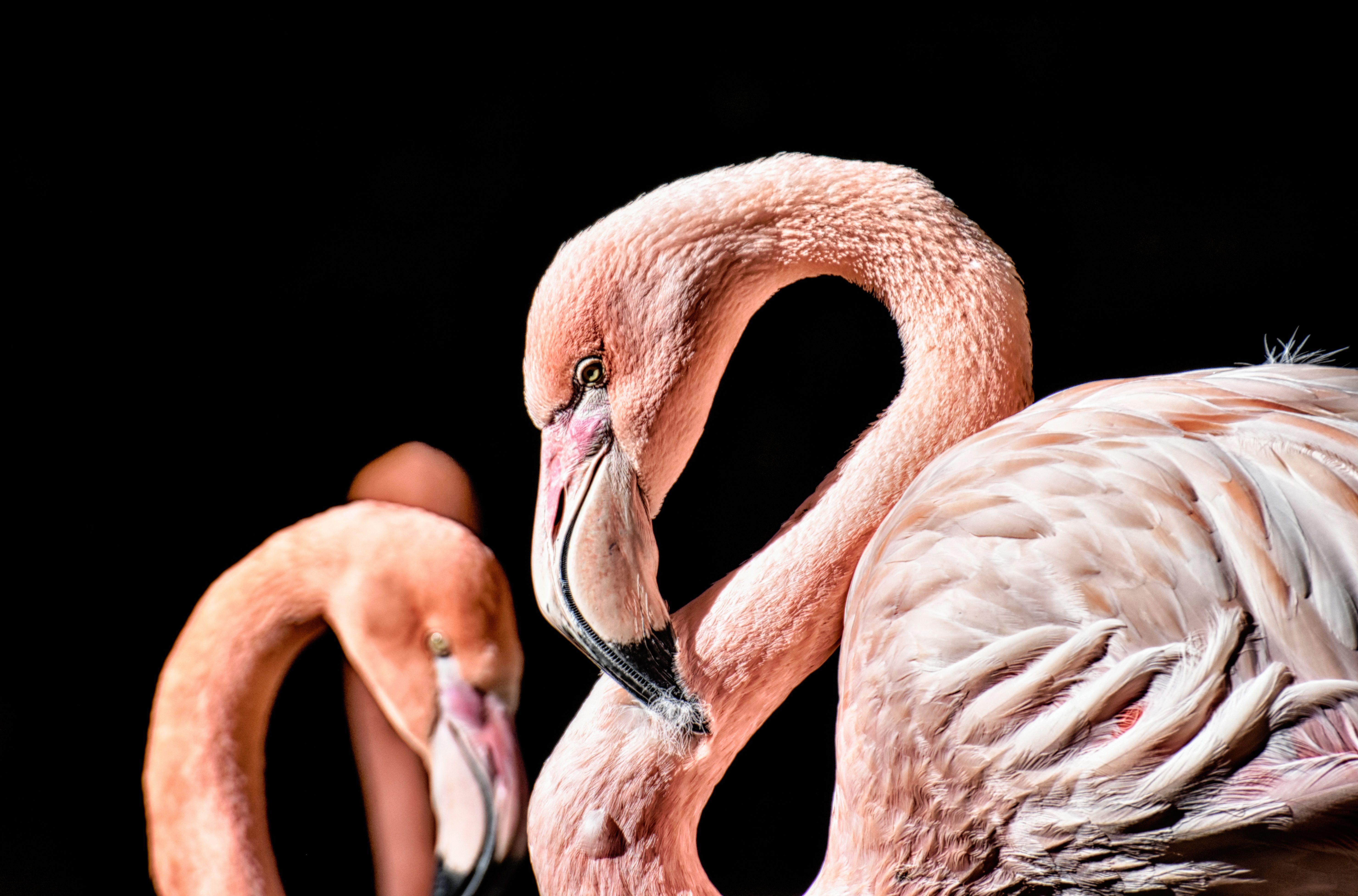 5920x3910 Pink flamingo on black background close up Desktop wallpaper 1600x900
