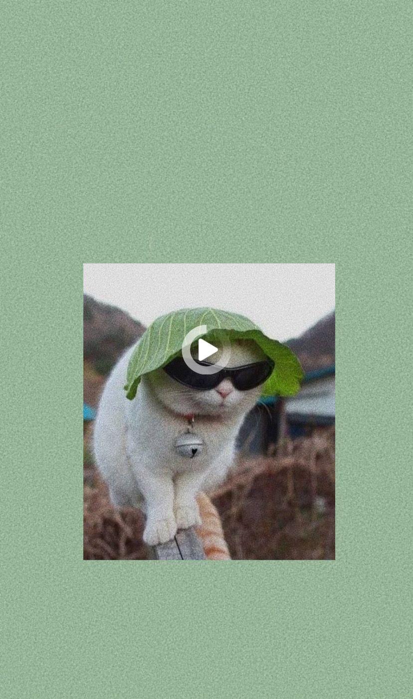 828x1402 Redirecting. Funny cat wallpaper, Cute baby animals, Cat aesthetic