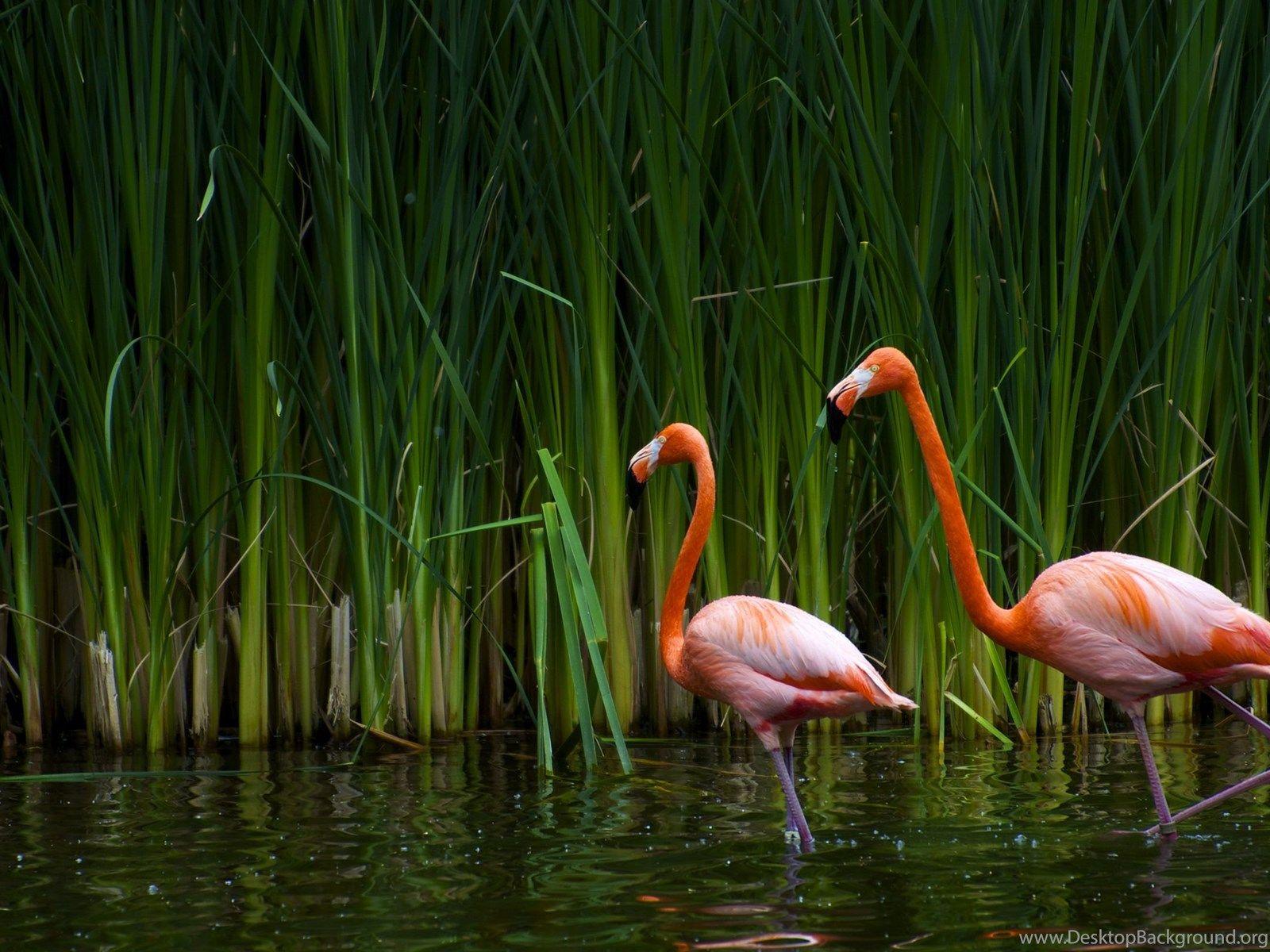 1600x1200 Flamingo Wallpaper Animal Wallpaper Desktop Background