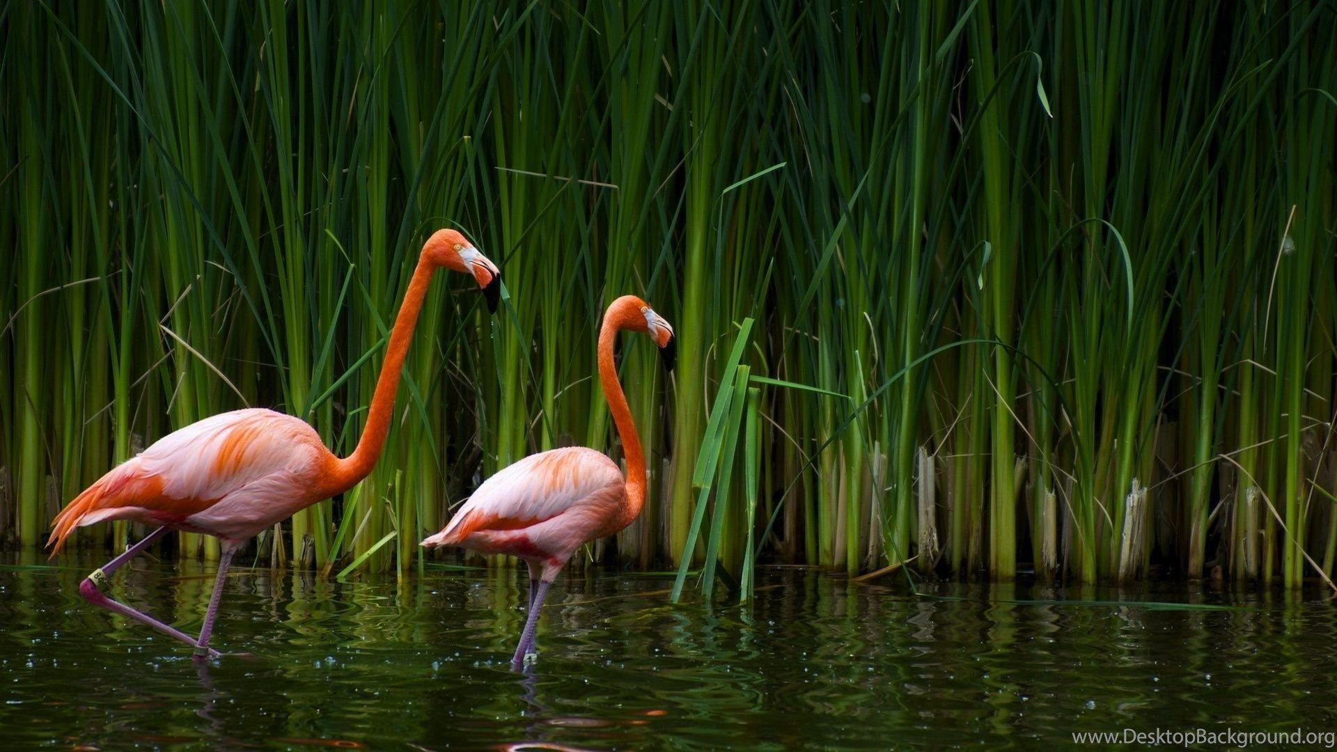 1920x1080 Flamingo Computer Wallpaper, Desktop Background Desktop Background