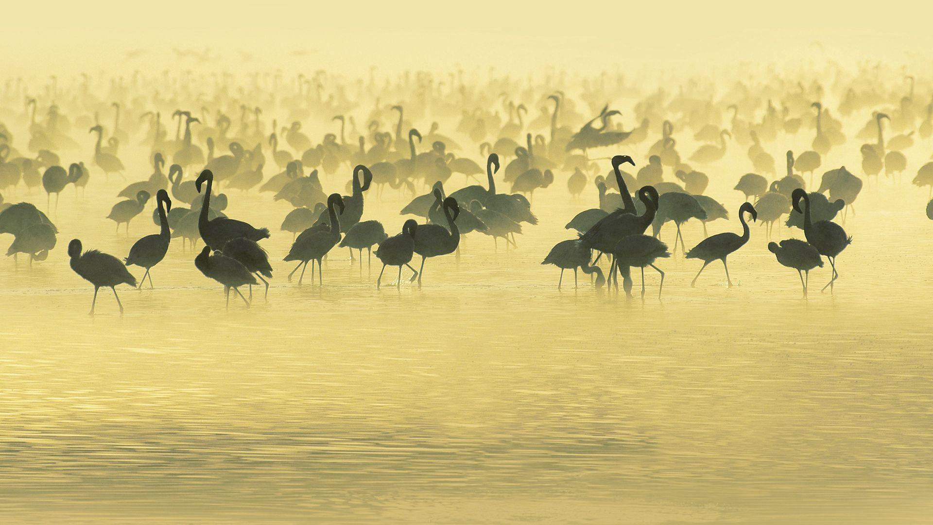 1920x1080 Download wallpaper 1920x1080 flamingo, lake, set, pack, black and white HD background