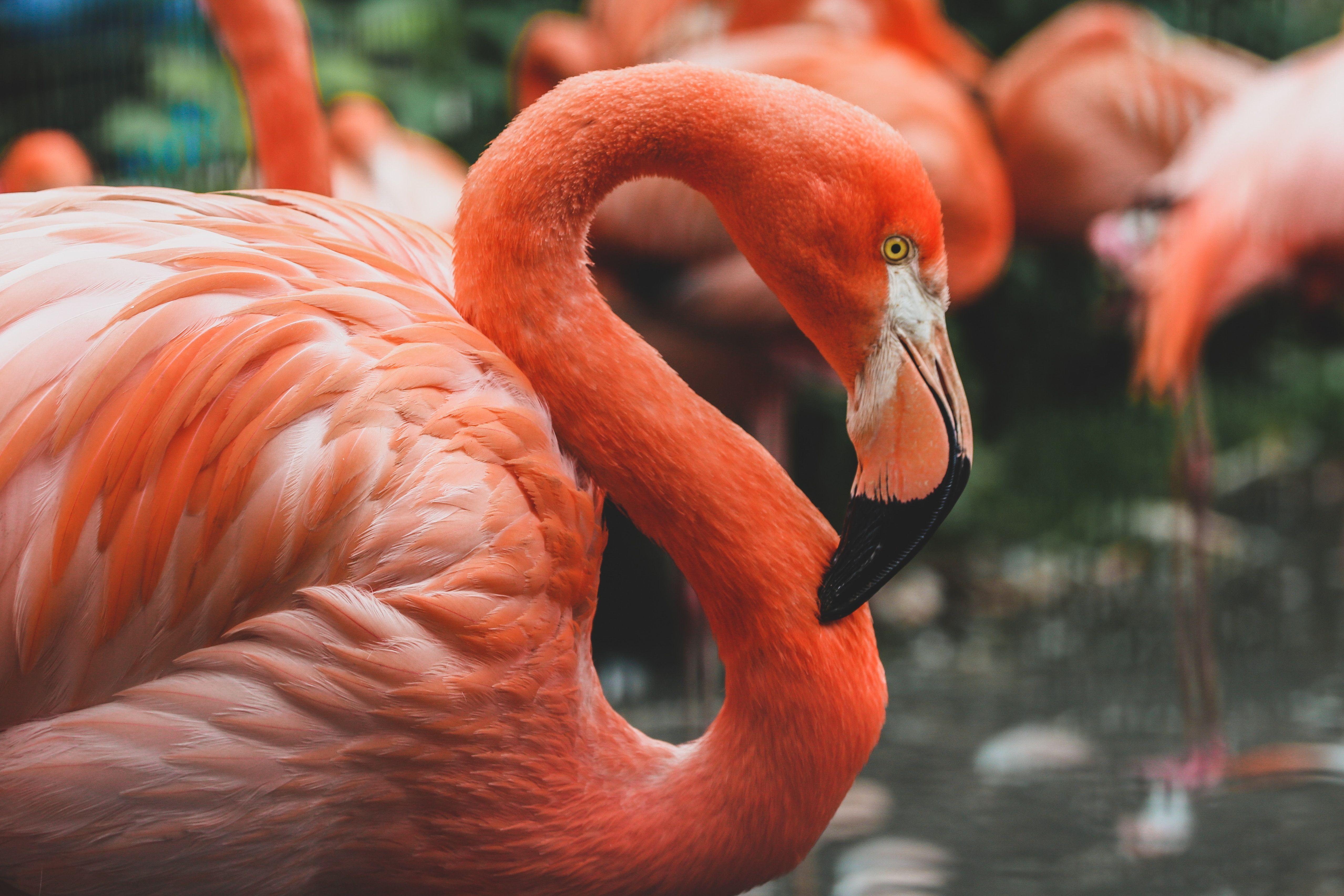 5114x3409 6000x4000 orange, colorfull, flamingo, pink, mad, beak, fierce, bird, animal, black, coral, feather, Free image, sunlight, salmon, neck, tropical, colorful, beauty, red, profile